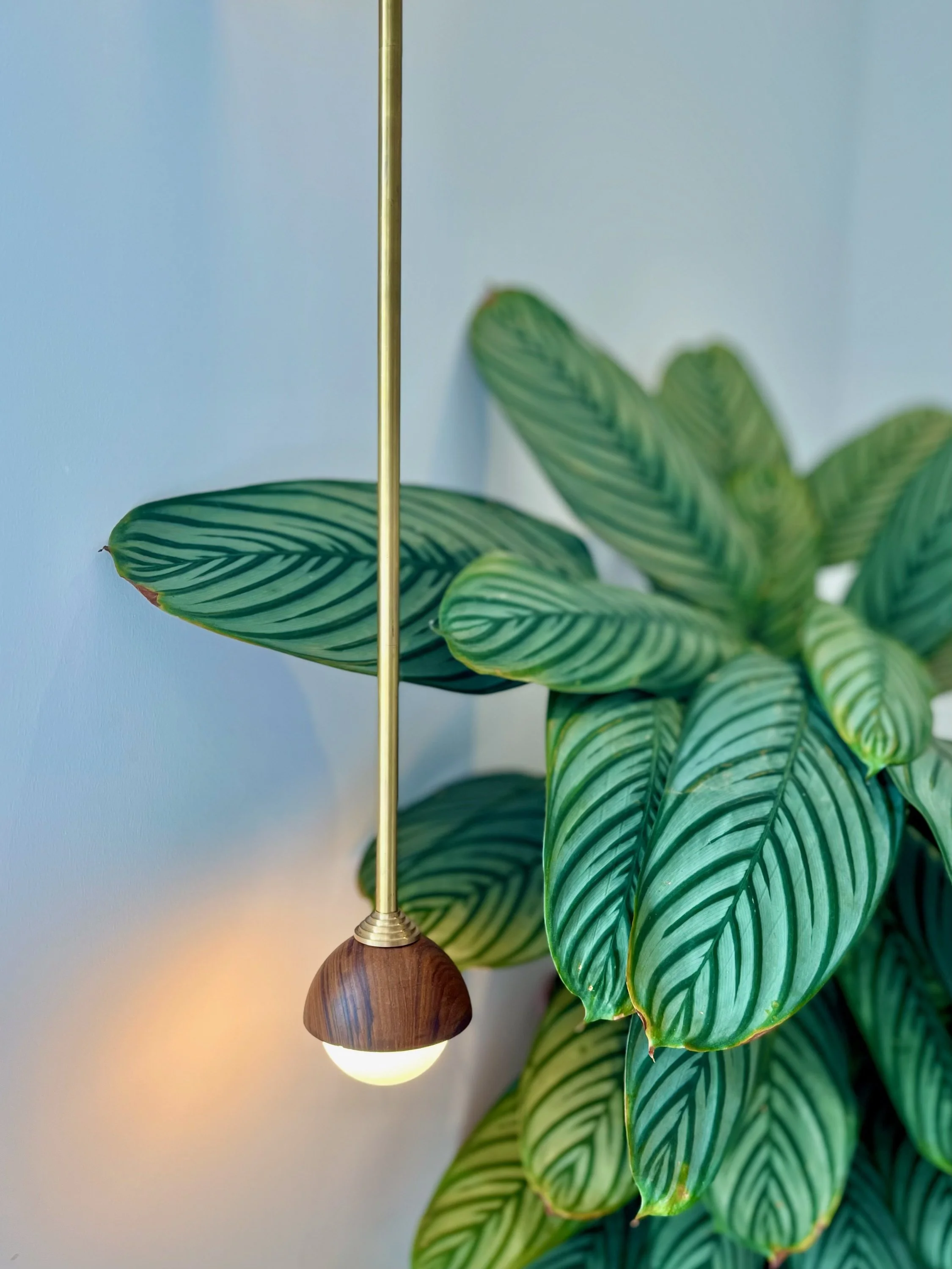 Gold pendant light with a wooden accent over a potted plant with large striped leaves.