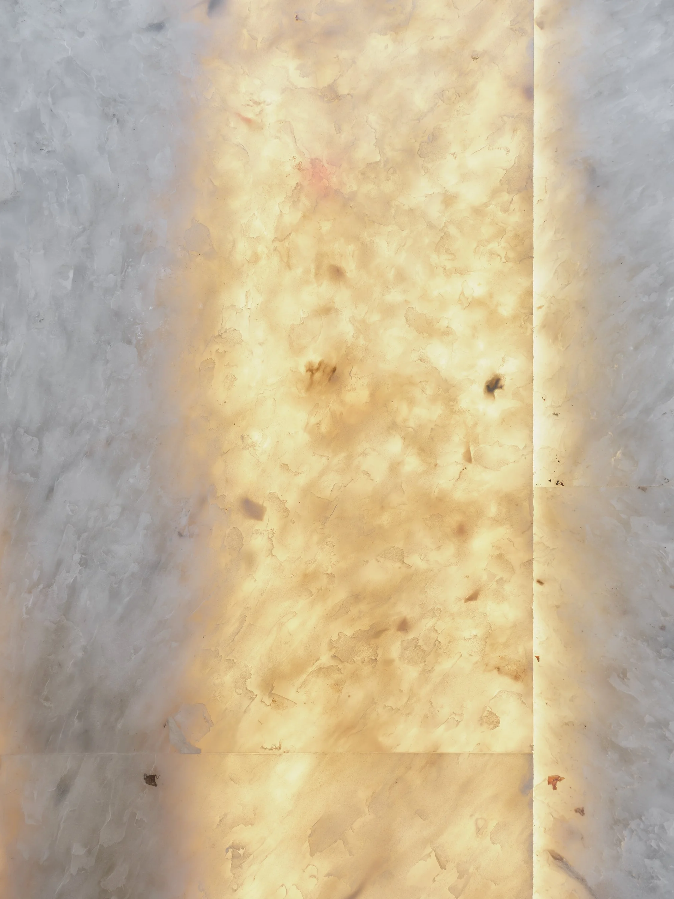 VANGUARD / SKULL STUDIO