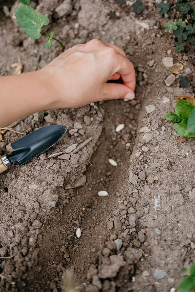 A person planting seeds in soil with a small trowel nearby, surrounded by green plants.