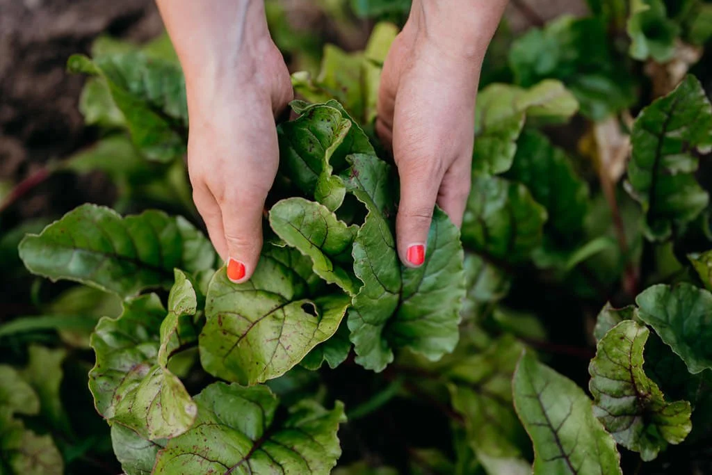 Person with red-painted nails tending to green leafy plants in a garden.