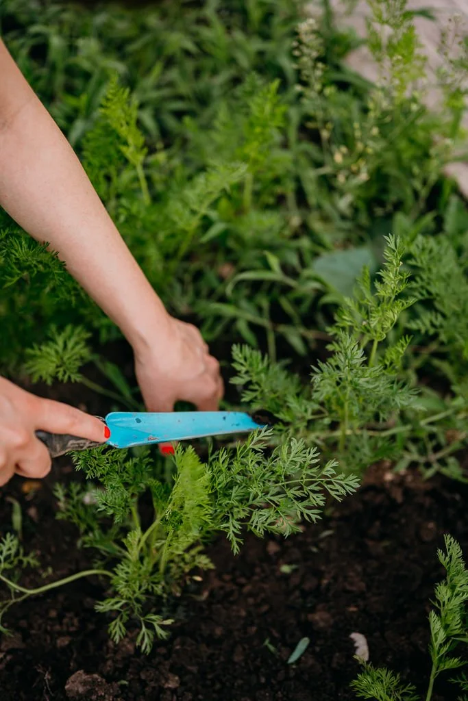 A person is gardening and trimming green carrot plants with a small blue gardening tool, in a garden bed with dark soil and lush green plants.