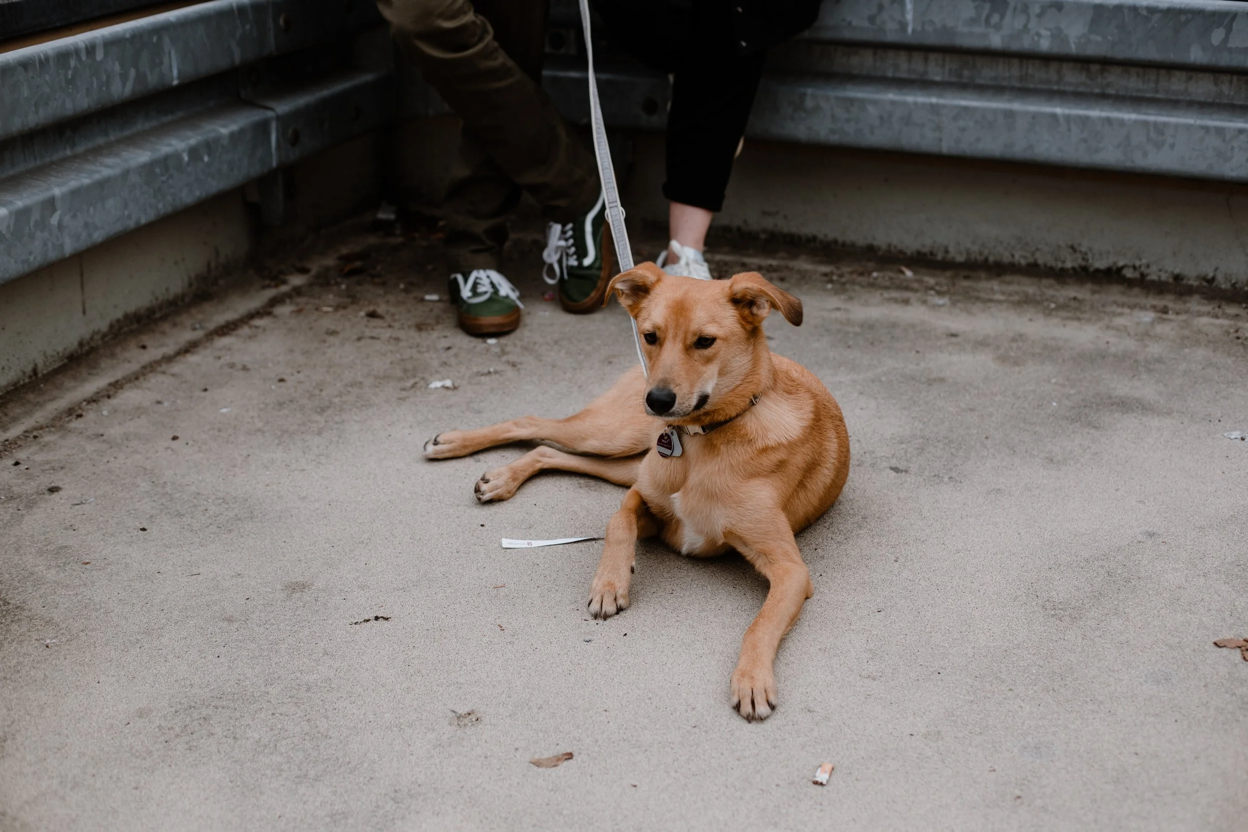 A tan dog lying on the sidewalk next to a metal structure, with a person sitting nearby whose face is not visible.