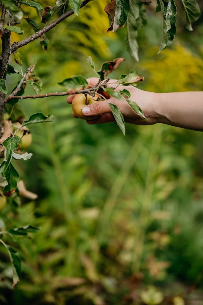 A person picking a yellow apple from a tree in an orchard with green leaves.