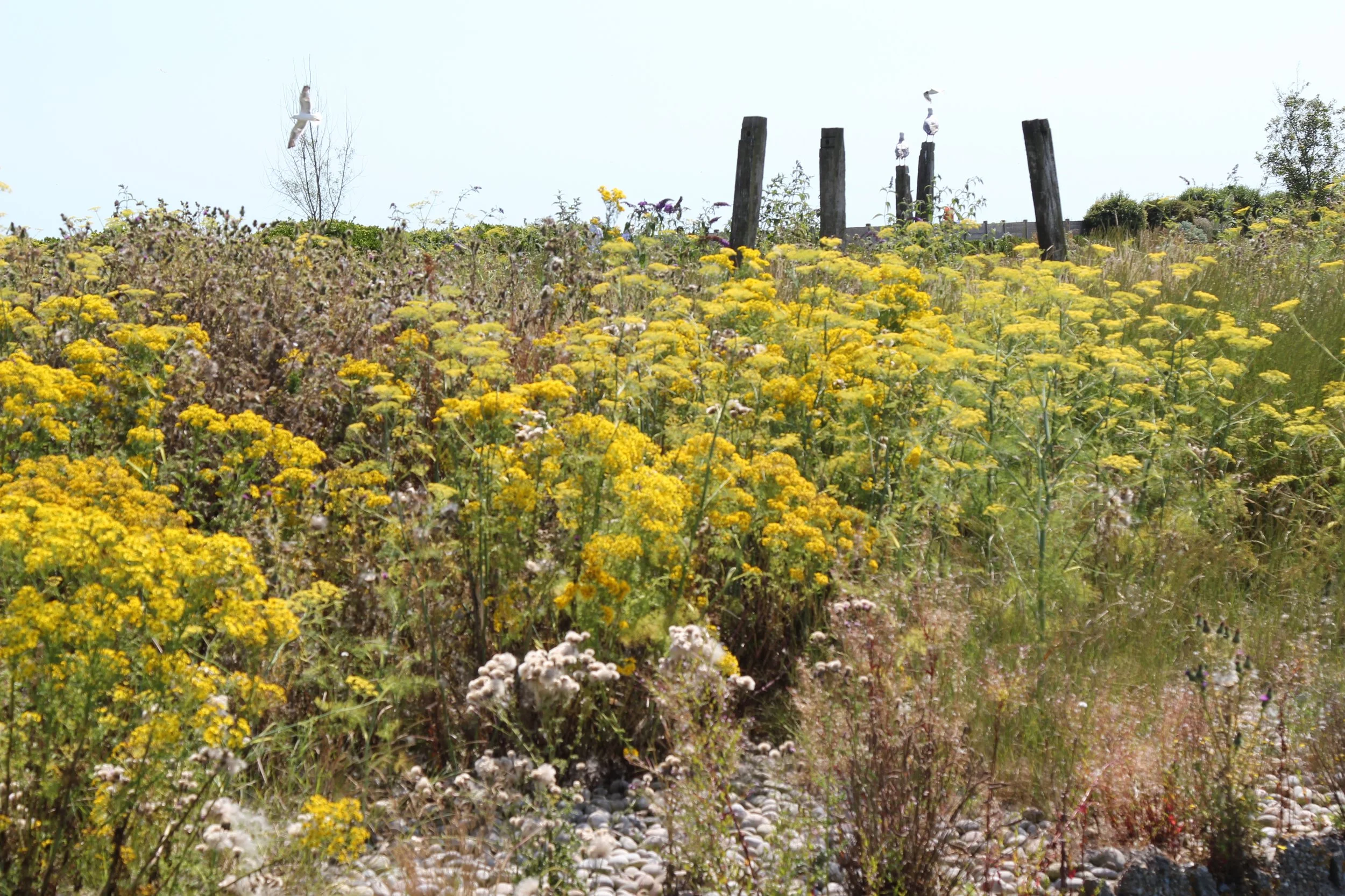 12 Wildlife island by Allen Scott.JPG