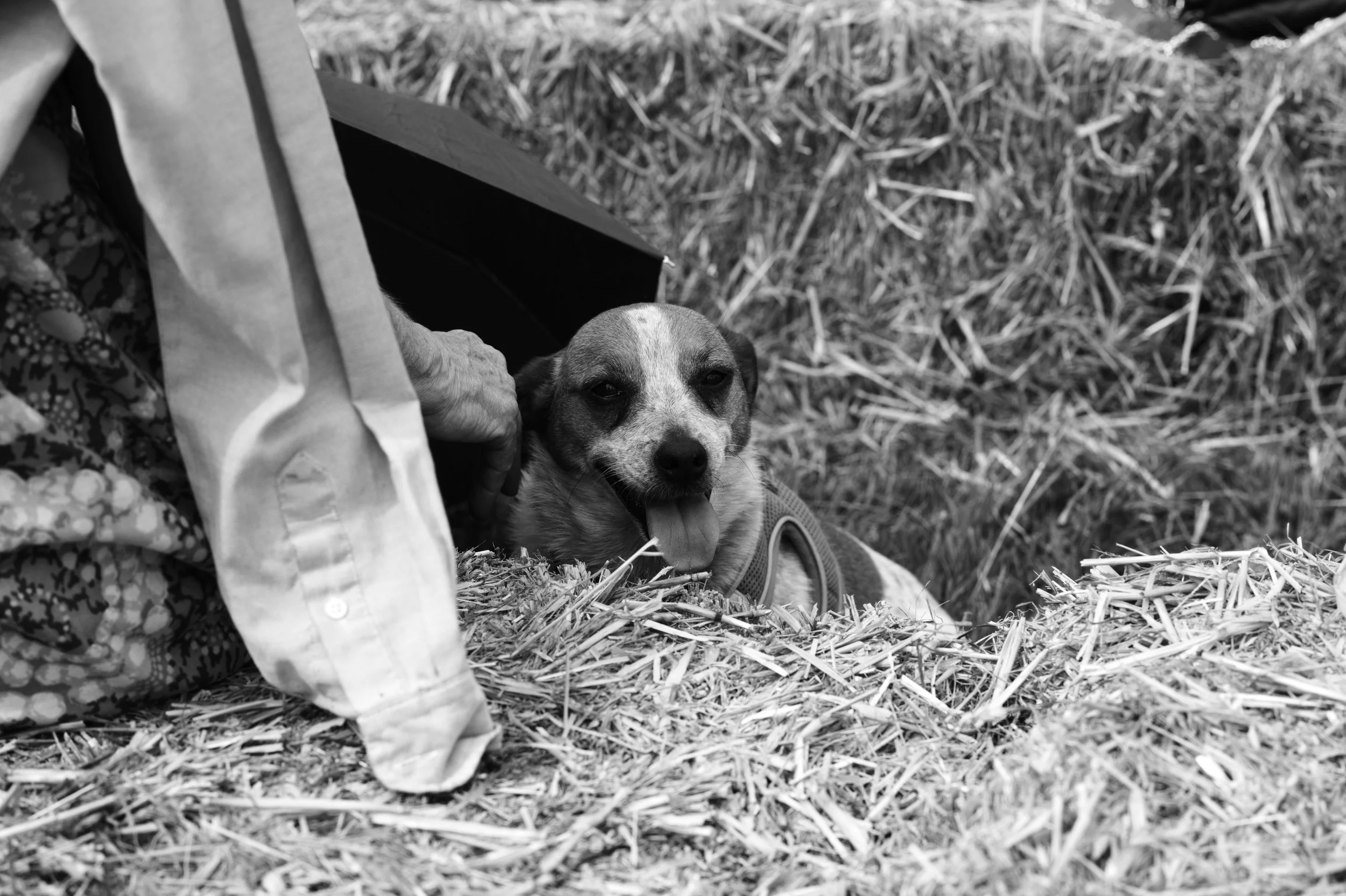 The faithful hound in summer heat.