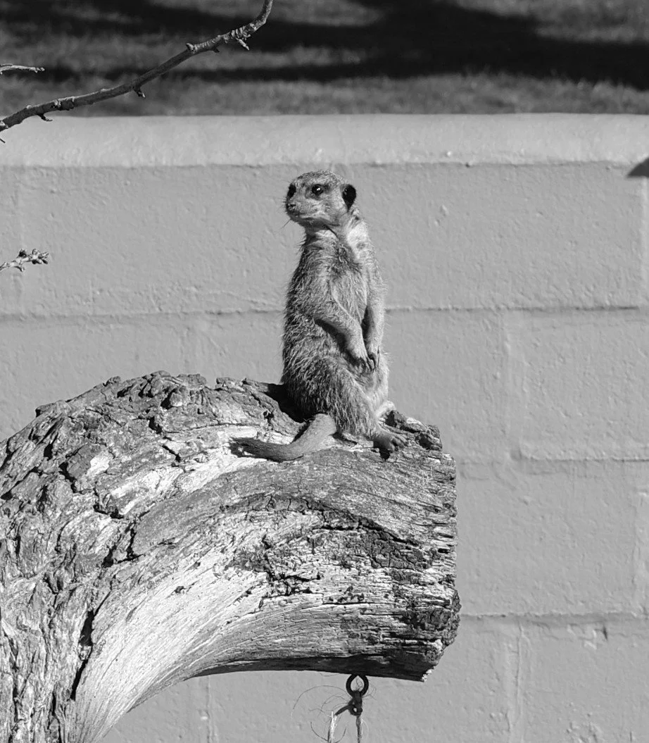 I am on guard, my work is never done. Alert, I sit waiting for troubles glare.