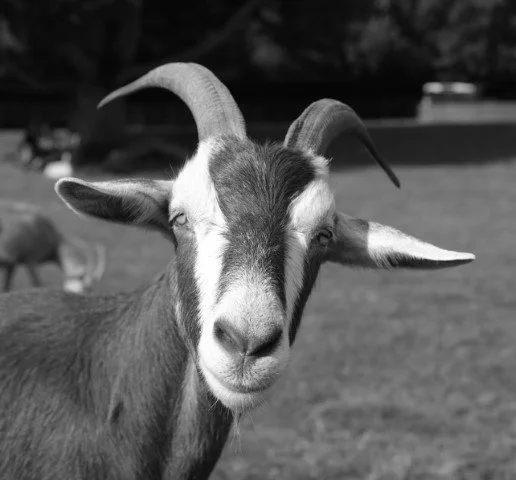 We share this world with playful souls that need the love we often fail to give.