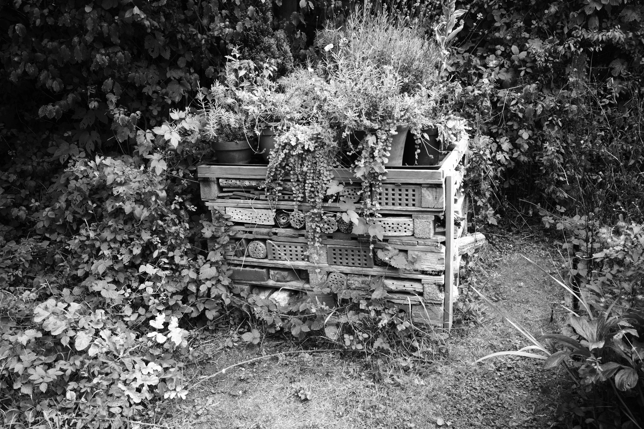 The bug hotel is open, our rooms are filthy and dark. We welcome all the crawlies that fester in the bark.  