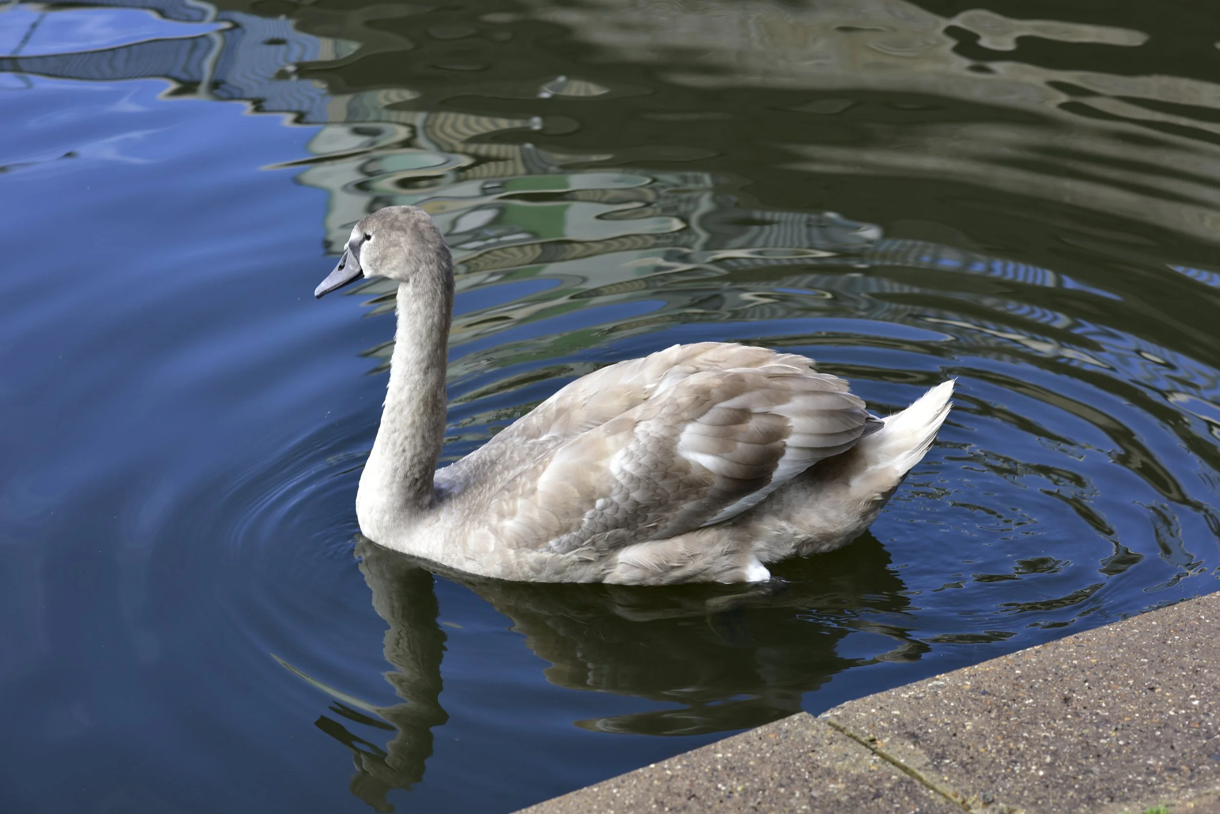 _DSC8641.JPG