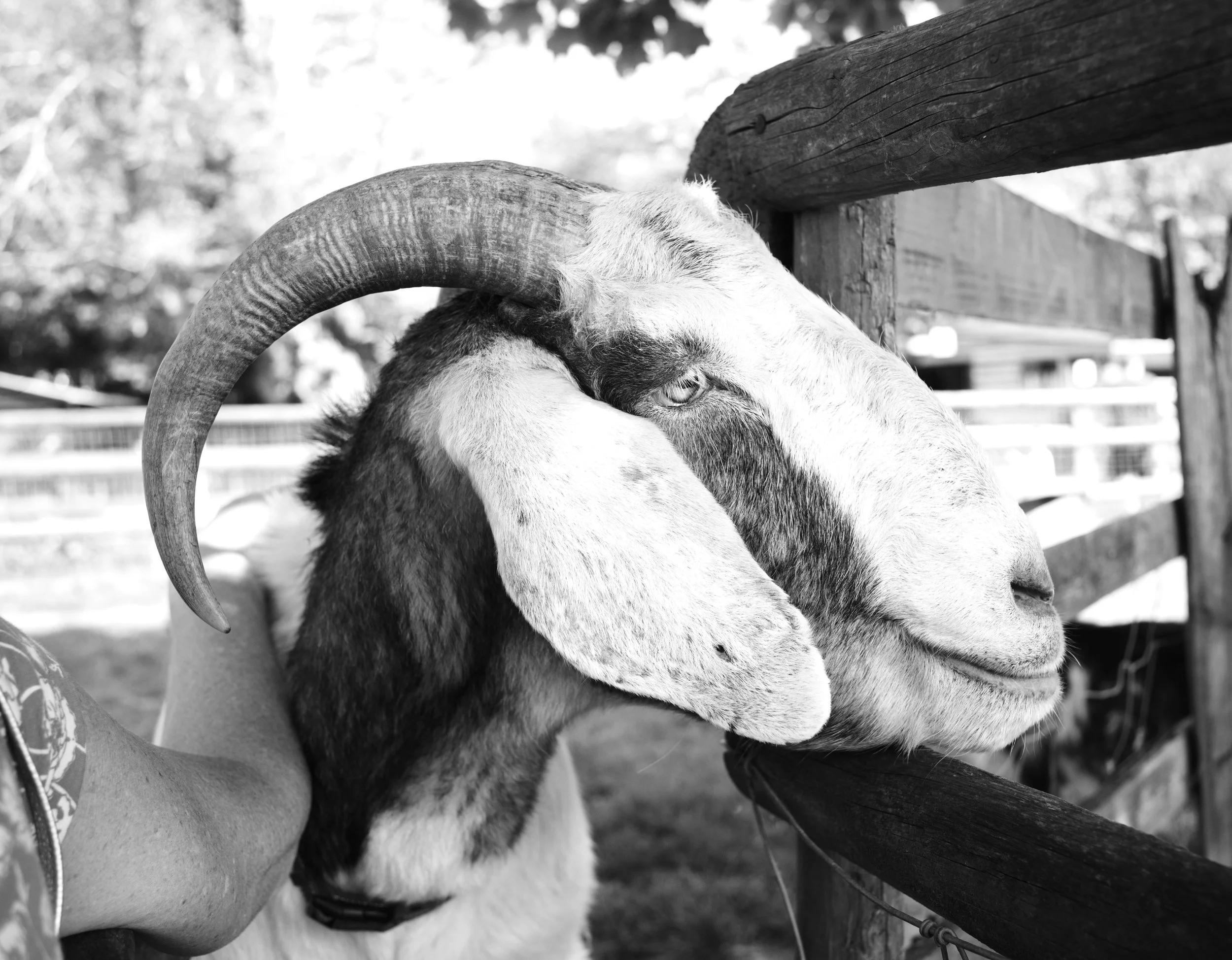 The gentle souls wander, in innocence they chew. Look out for those that can not, for they mark the strength of you.

Buttercup Goats Sanctury, Kent.


