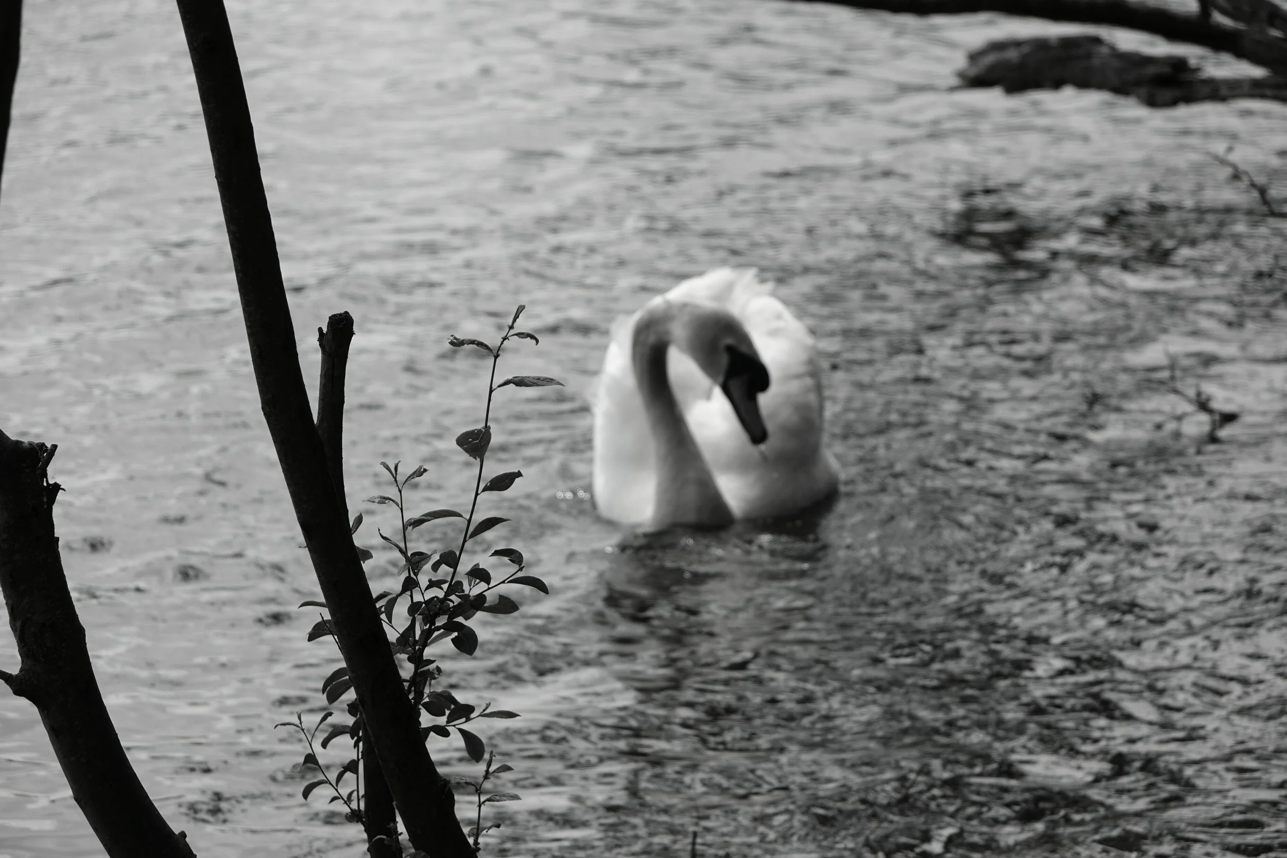 DSC00281.JPG