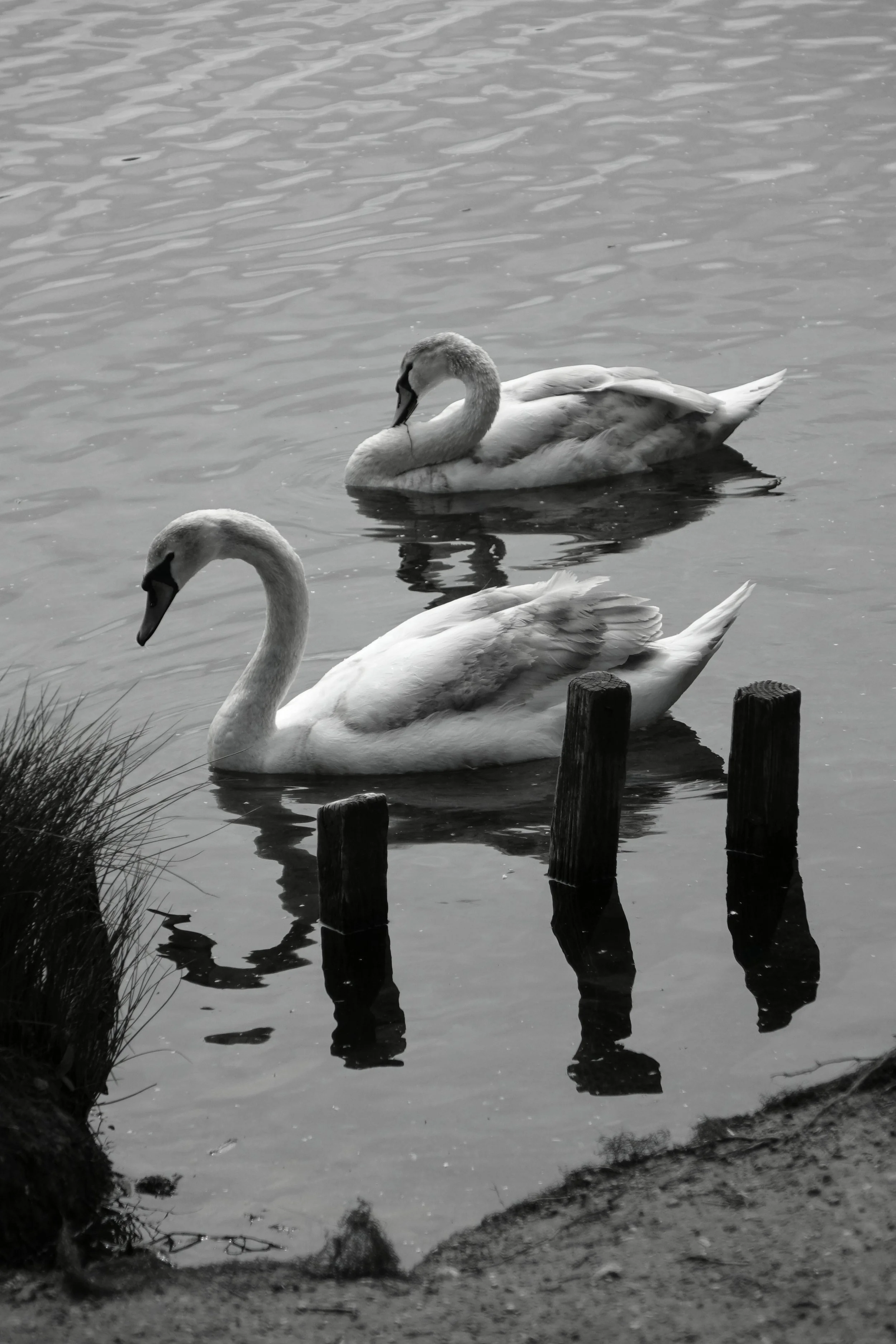 DSC00240bw.JPG