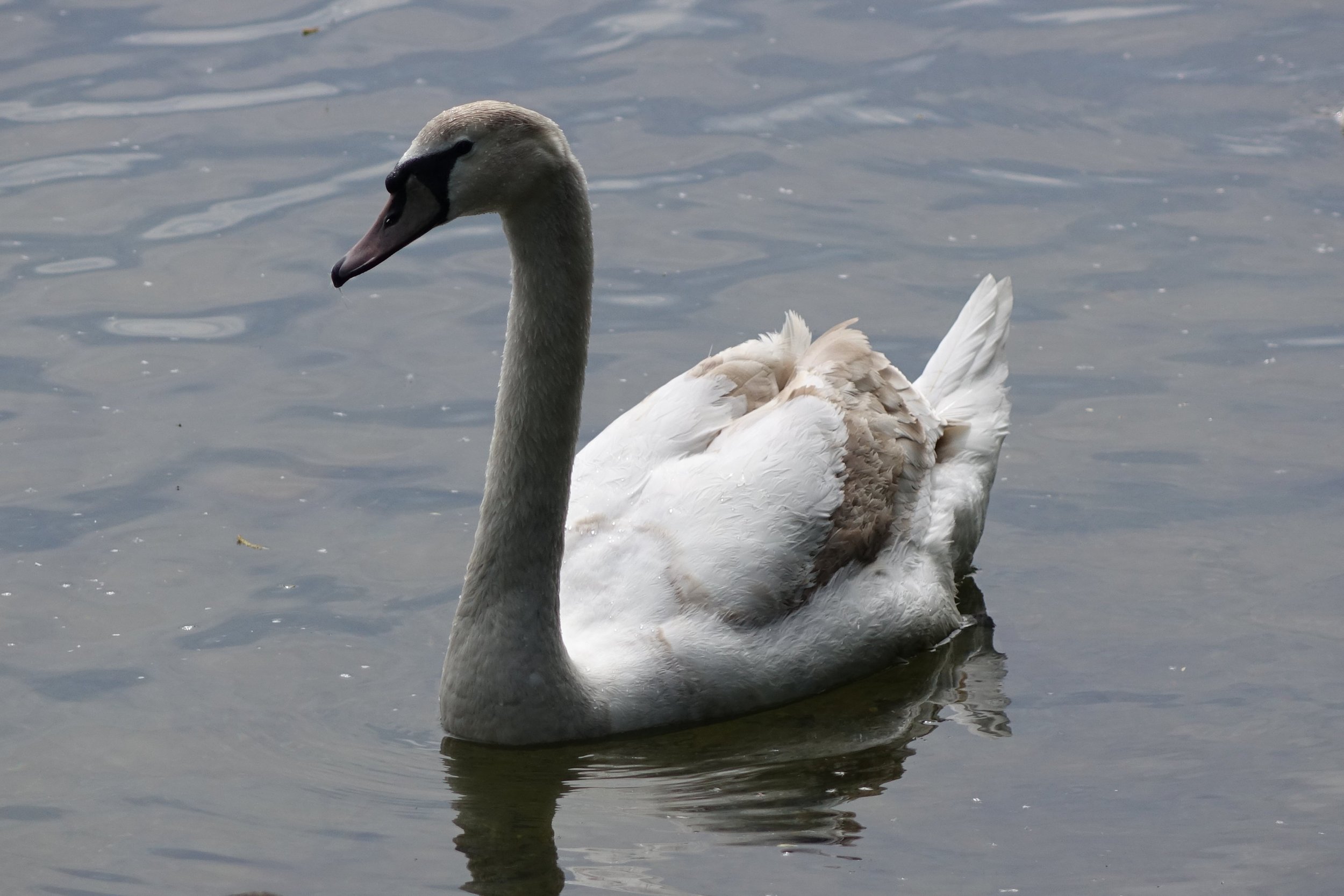 DSC00235.JPG
