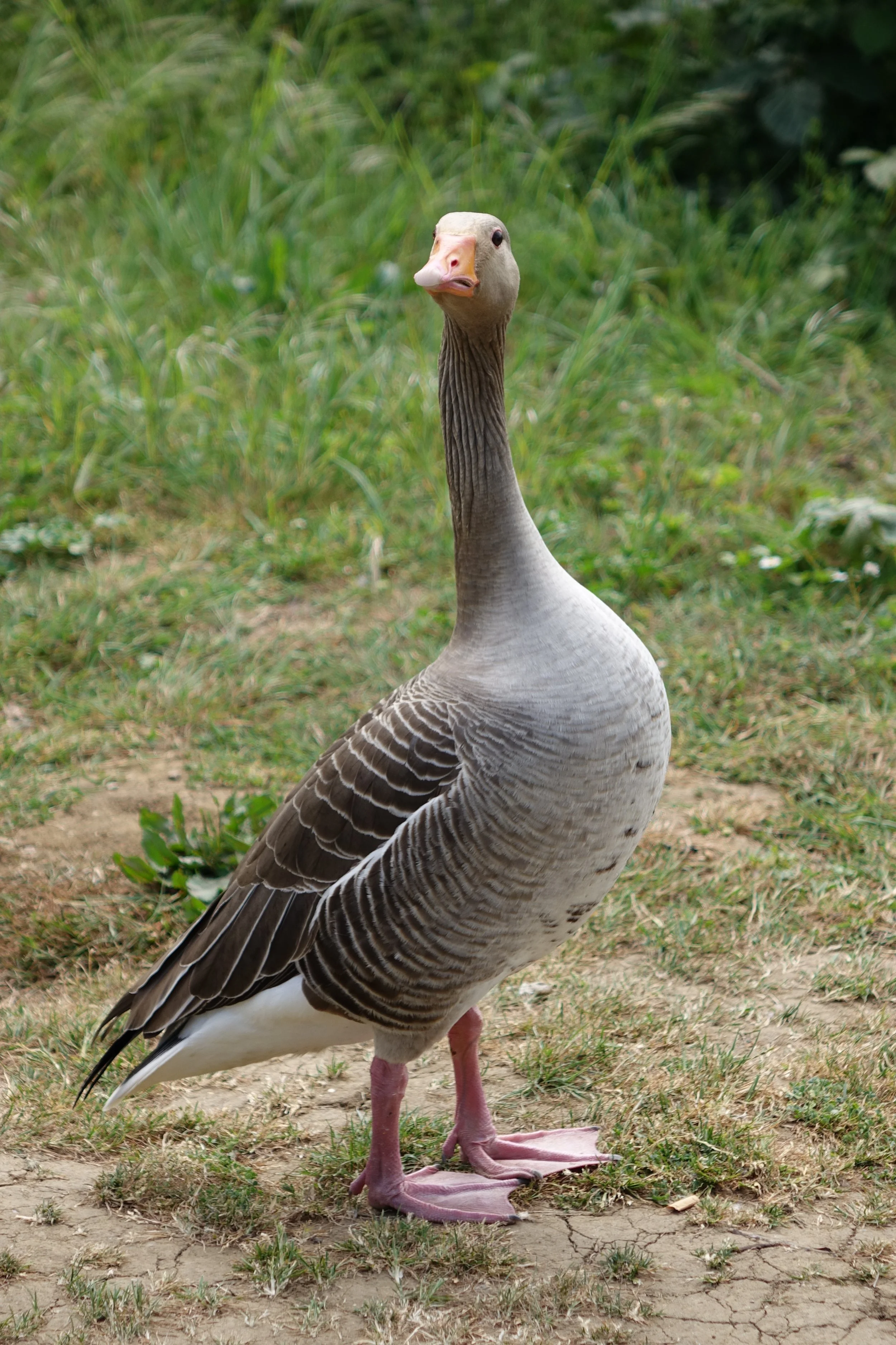 DSC00215.JPG