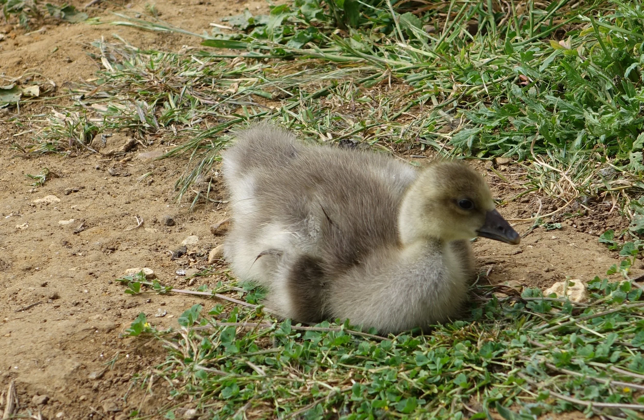 DSC00178.JPG