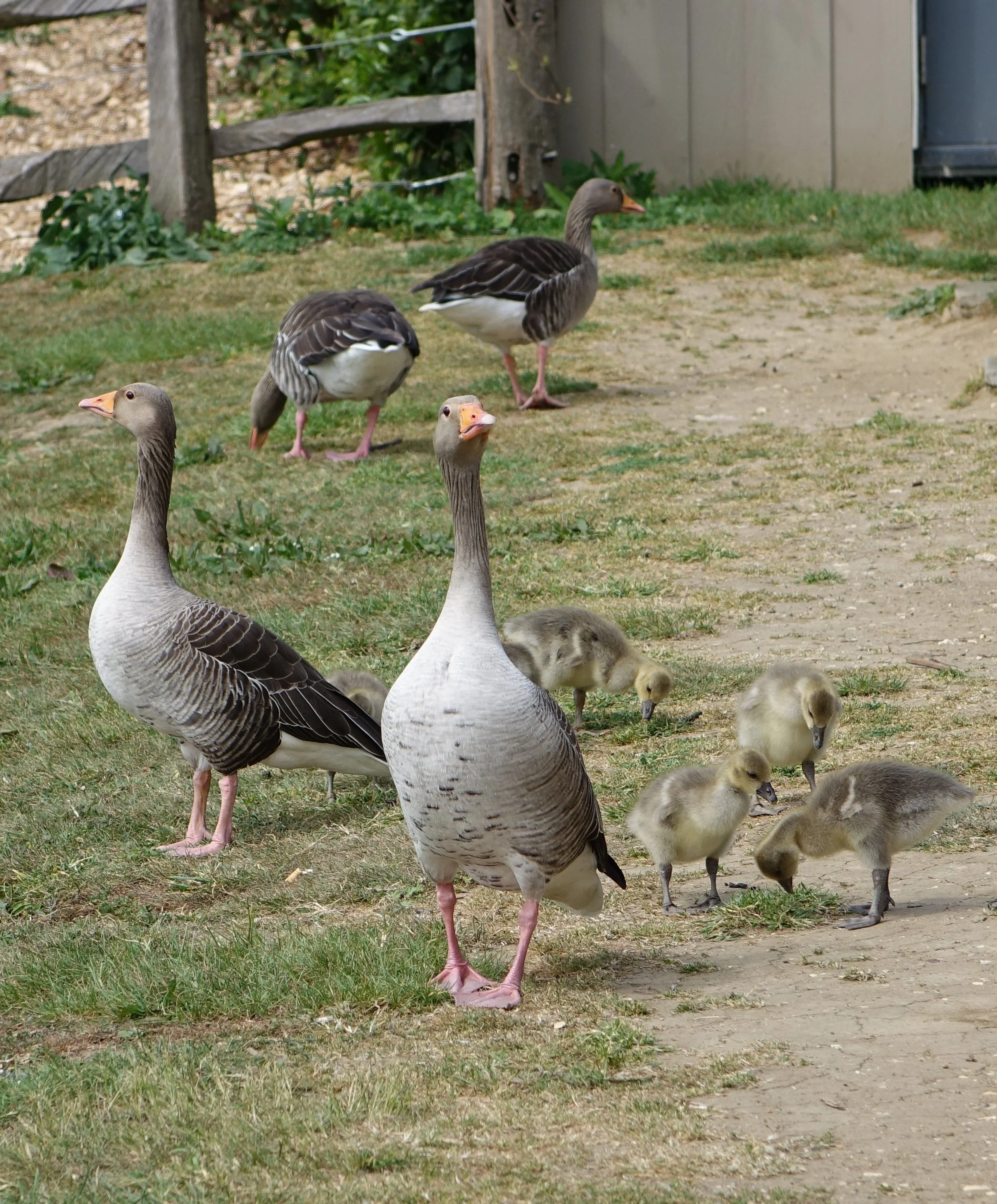 DSC00174.JPG