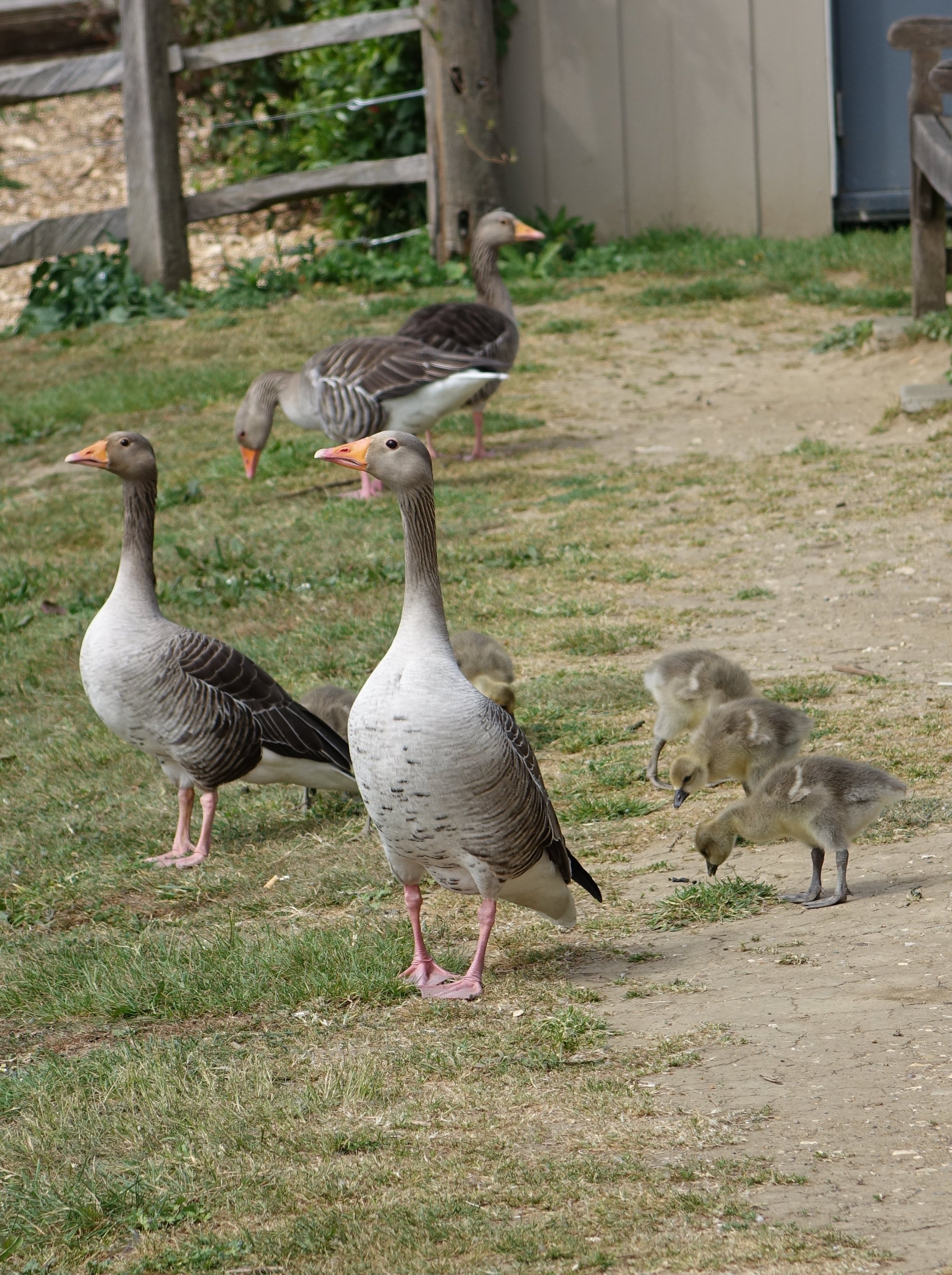DSC00172.JPG