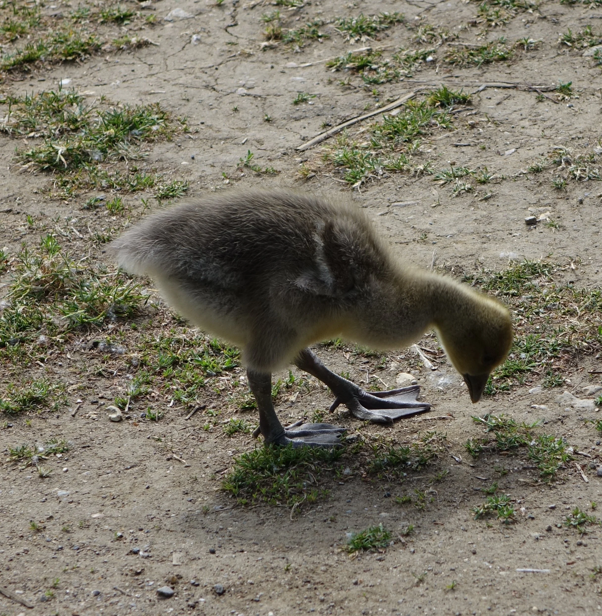 DSC00162.JPG