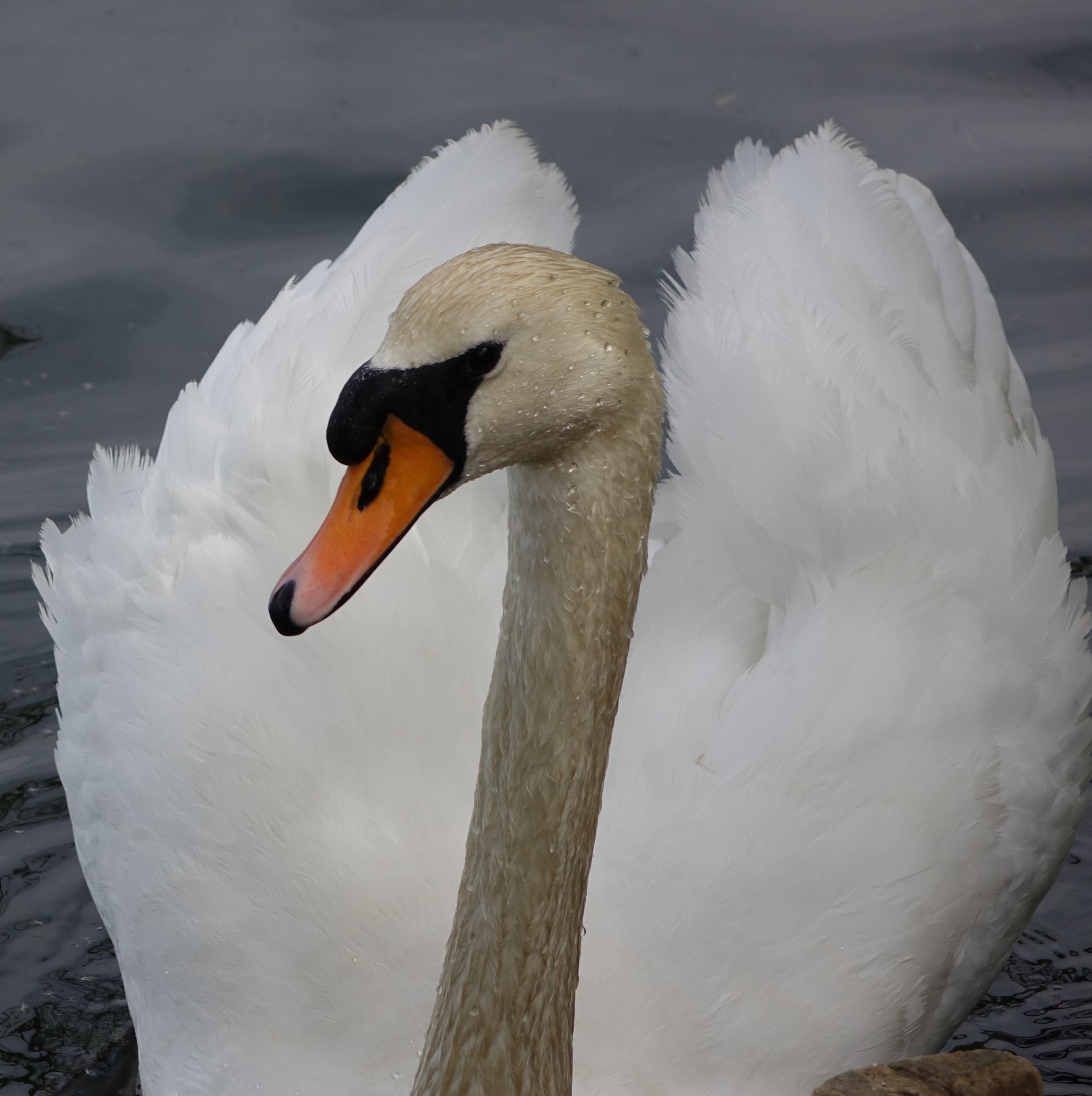 5th May 2026 Leybourne Lakes