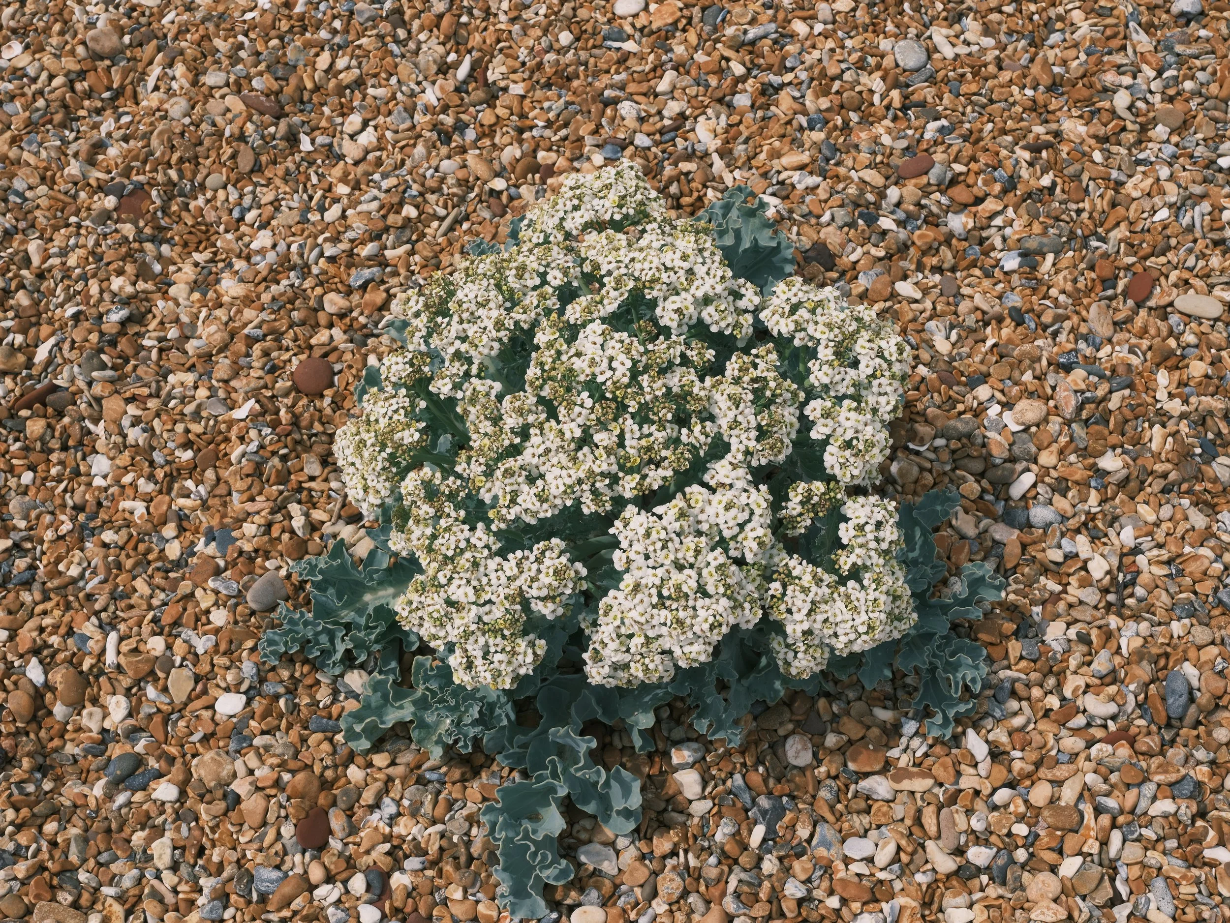 GFXR0896.JPG