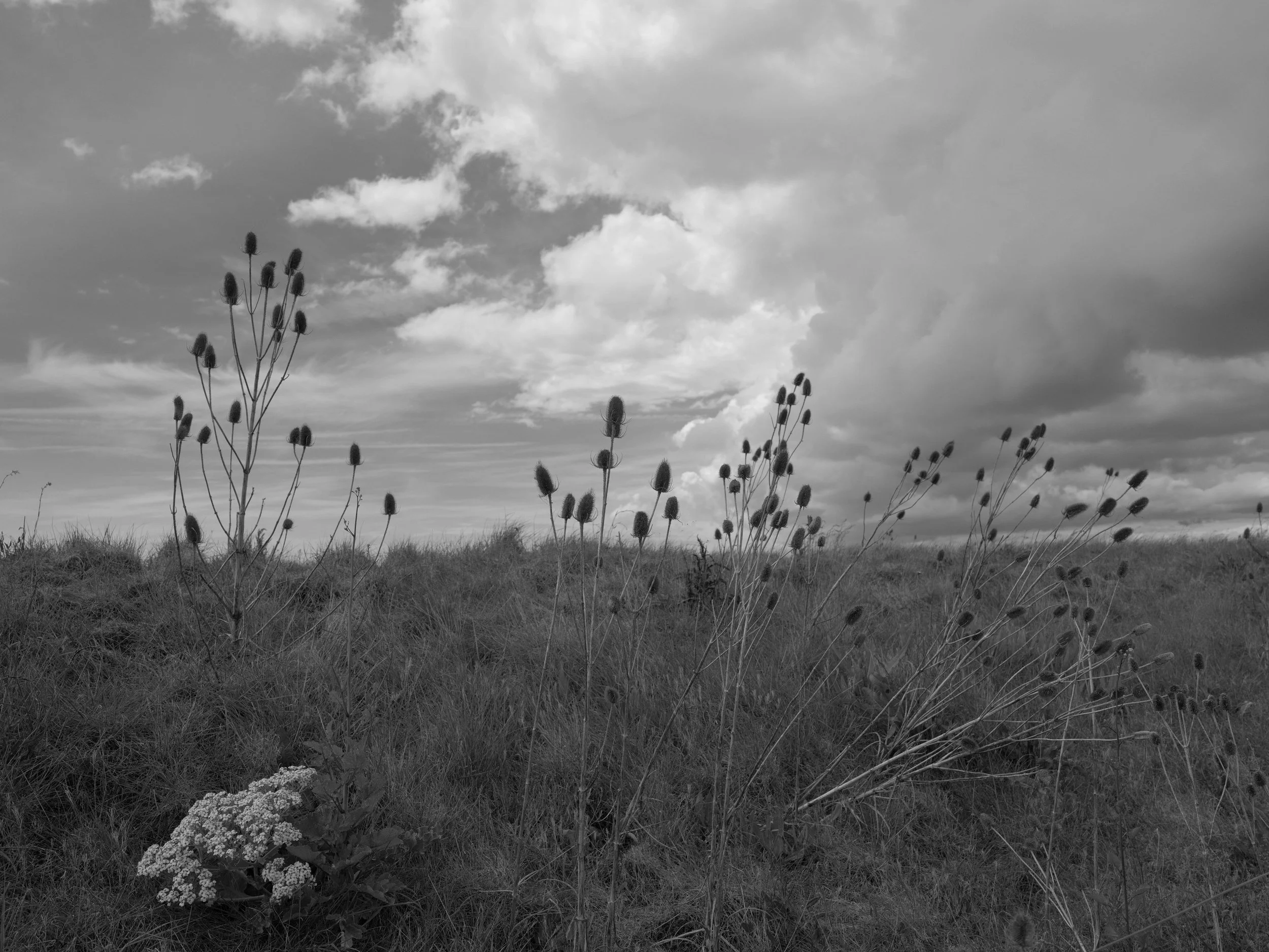 GFXR0930.JPG
