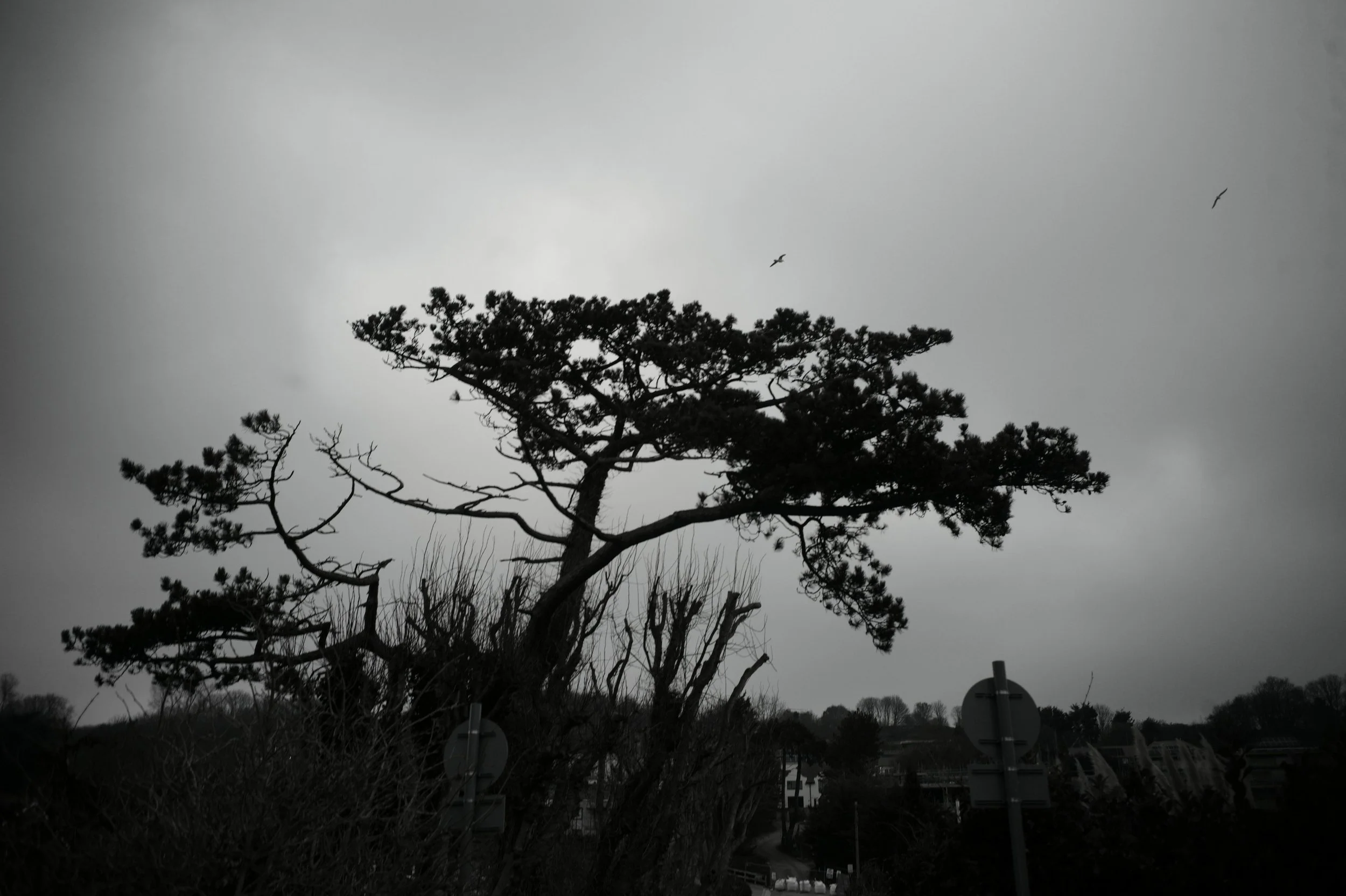 The breeze wished the tree, Merry Christmas to thee.