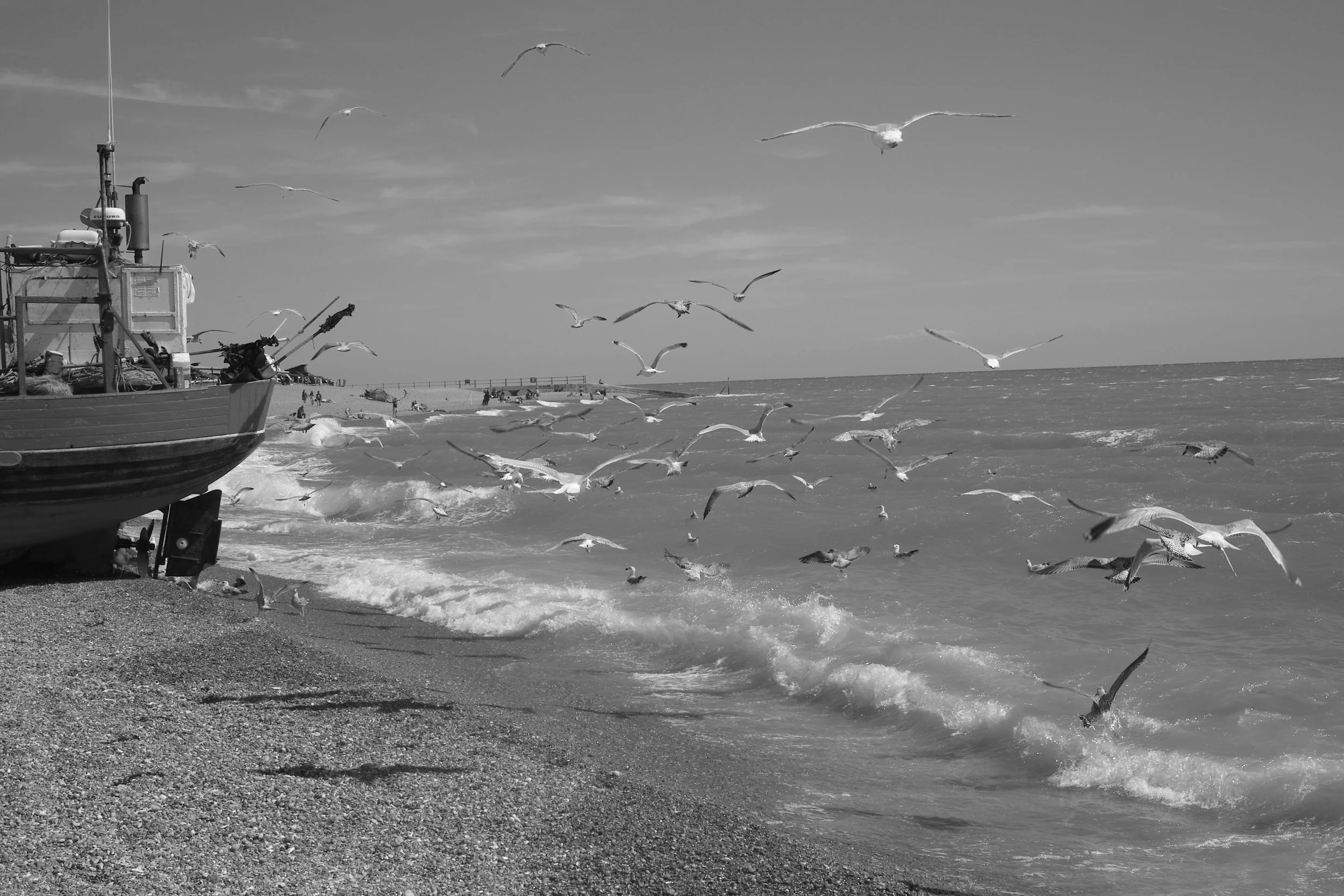 A sea of birds, they bicker. The summer winds call, for now the journey starts. 