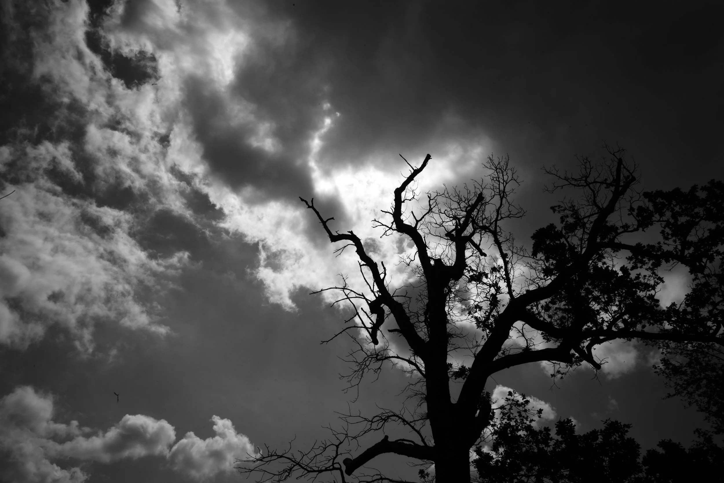 The dead still reach for stormy skys, a broken promise returned. 