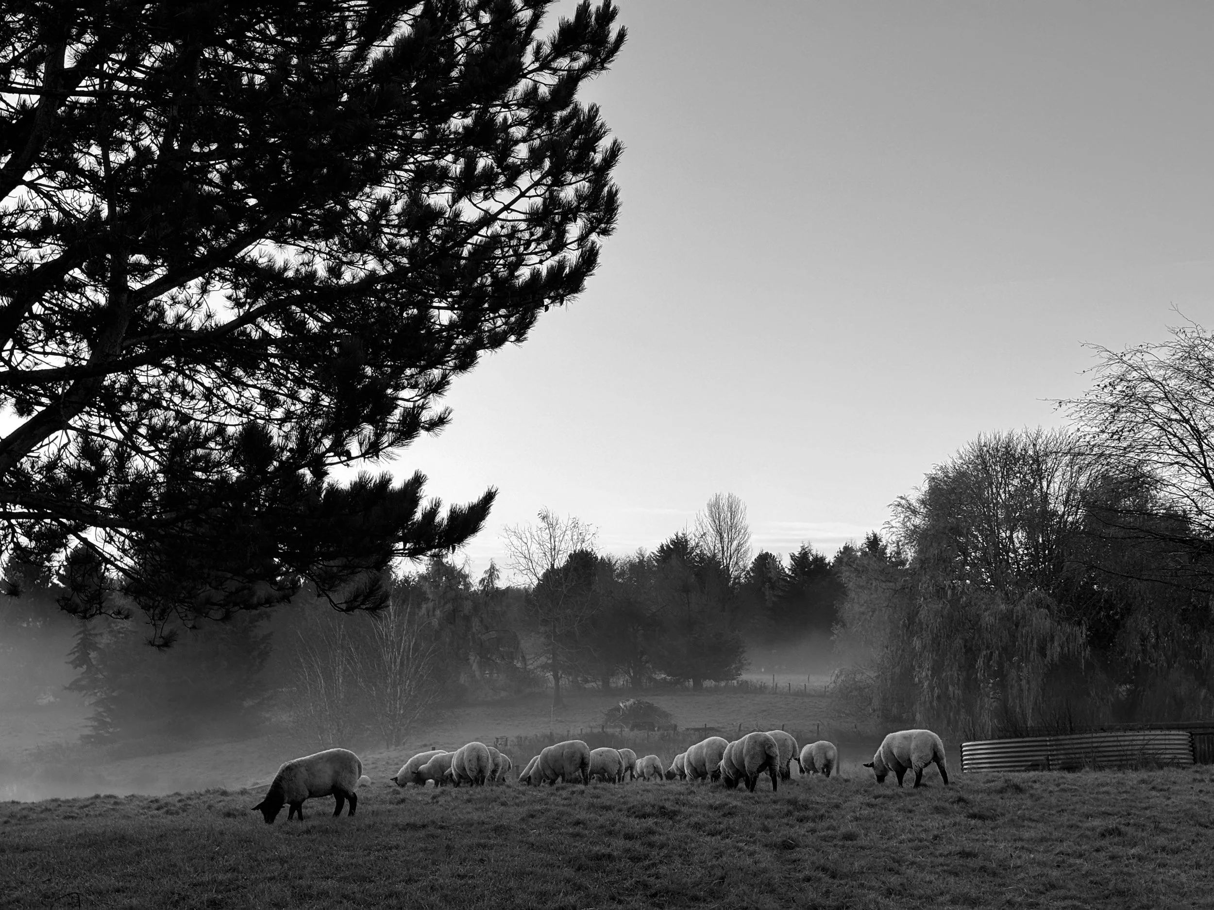 The morning mists flow across an Autumn scene. With grazing sheep, I share serenities gift.