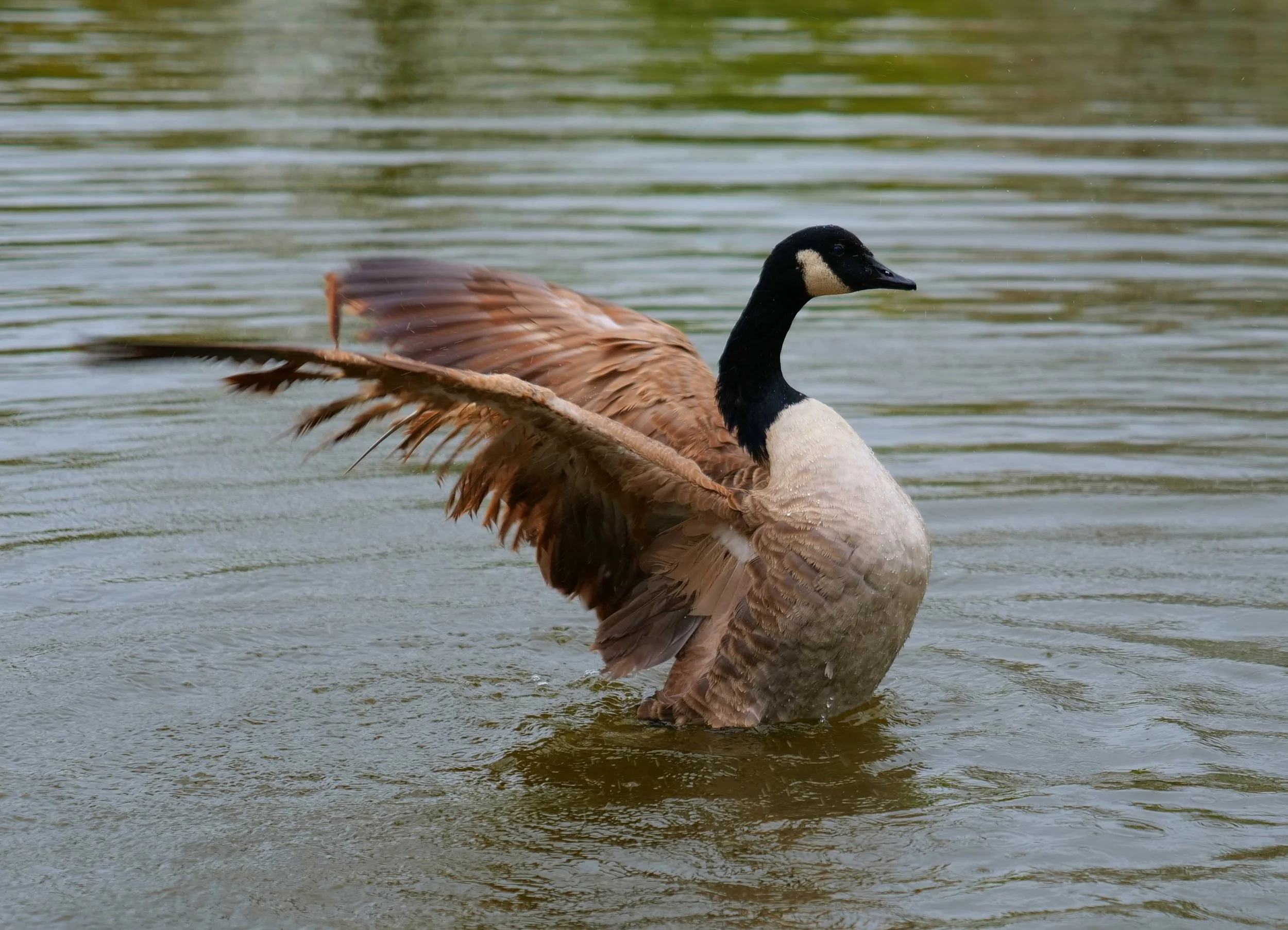 The ancient ones, to watch them fly and sweep through freedoms way