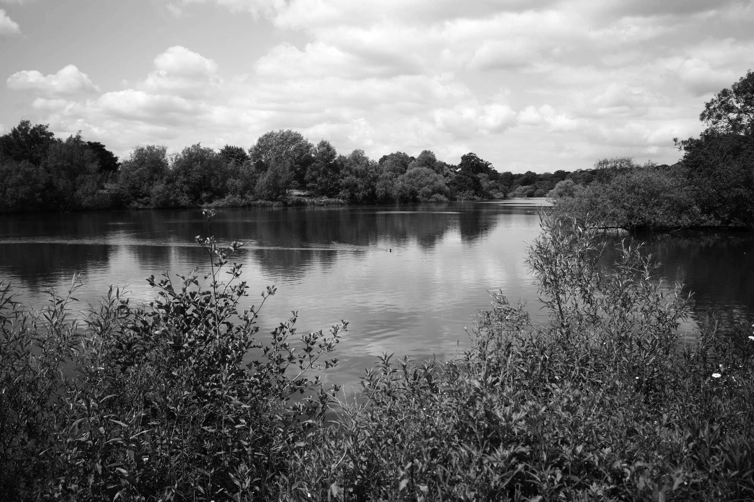 Mote Park lakes reflect the wanders journey