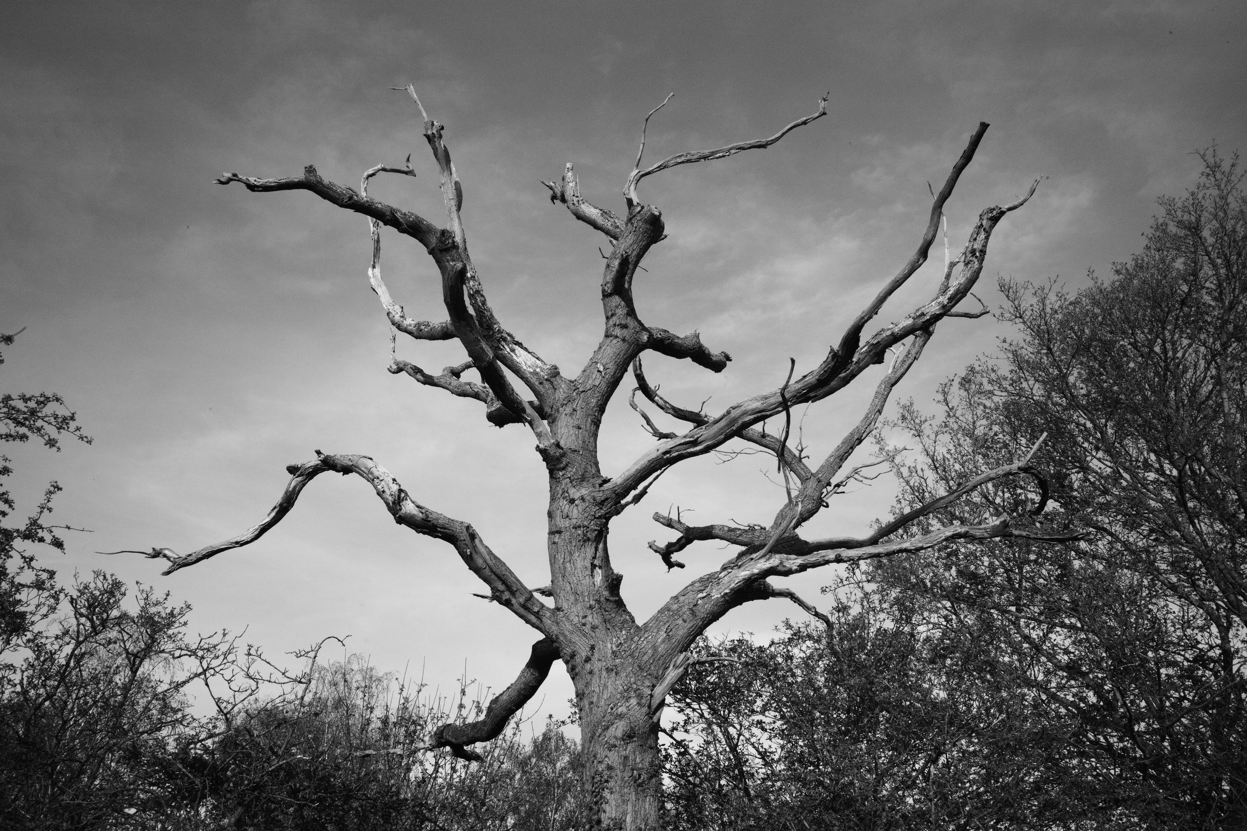 Through life and death it stood the test, til time and winters took their toll. 