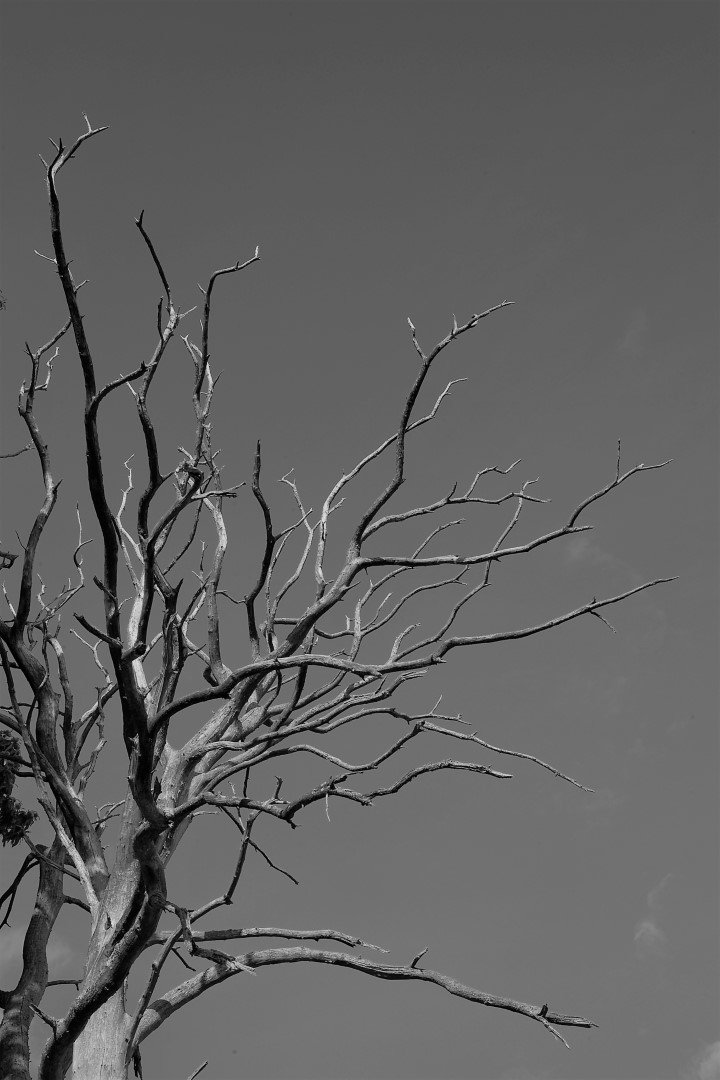 To reach for the sky, even in death.