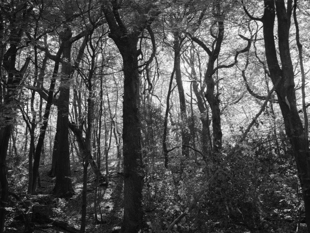 The tangles mesh of life, may hinder travellers path but needs are quenched and shelter given. 