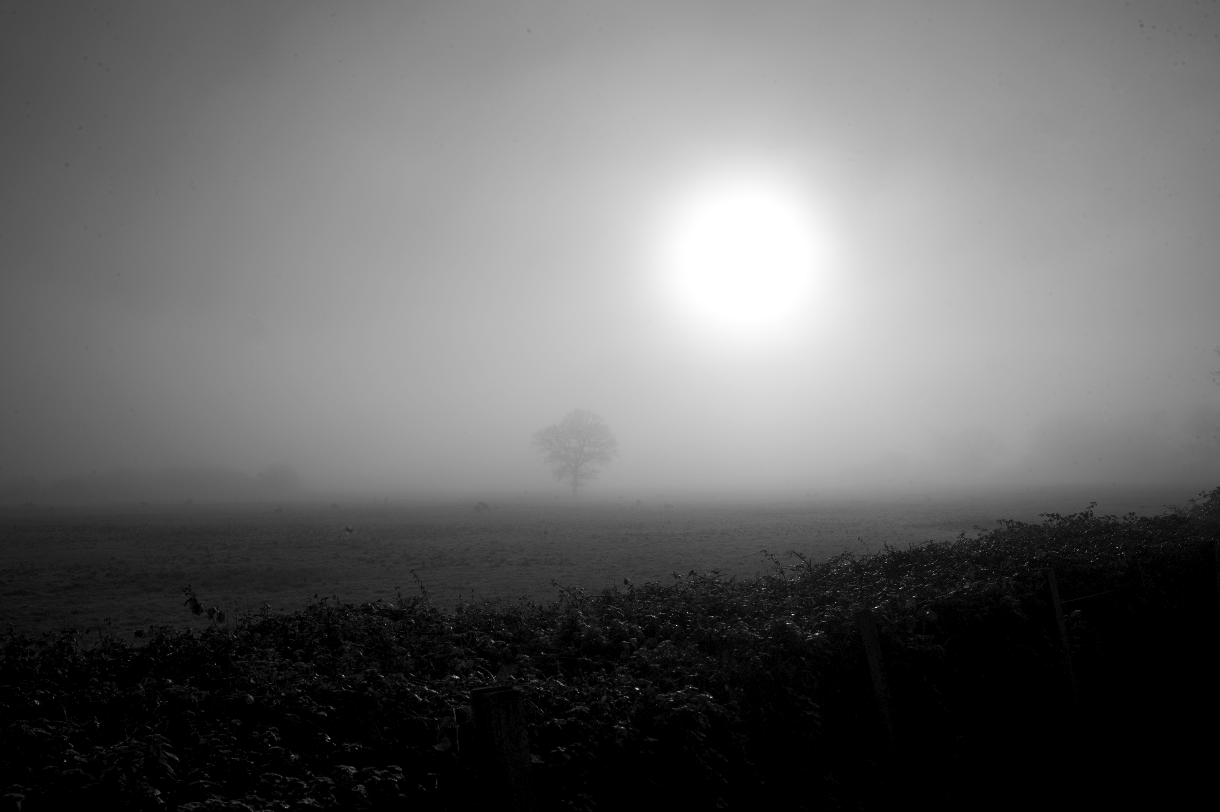 The light burns as the mists of time reveal.

Headcorn on Leica M9 28m