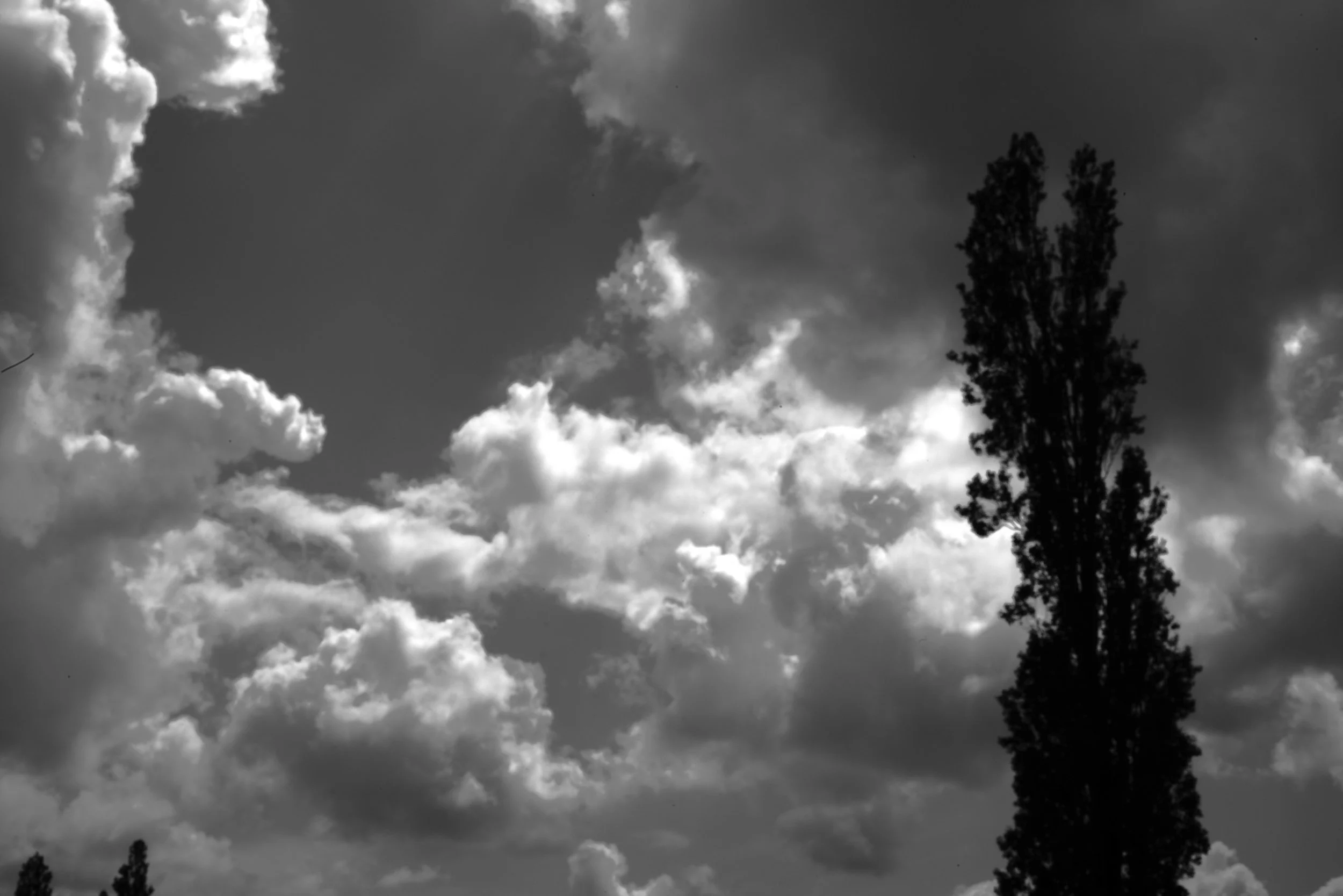 To wander through skies of grey, the life released. The trees stand tall and greet, as friends of old repleat.