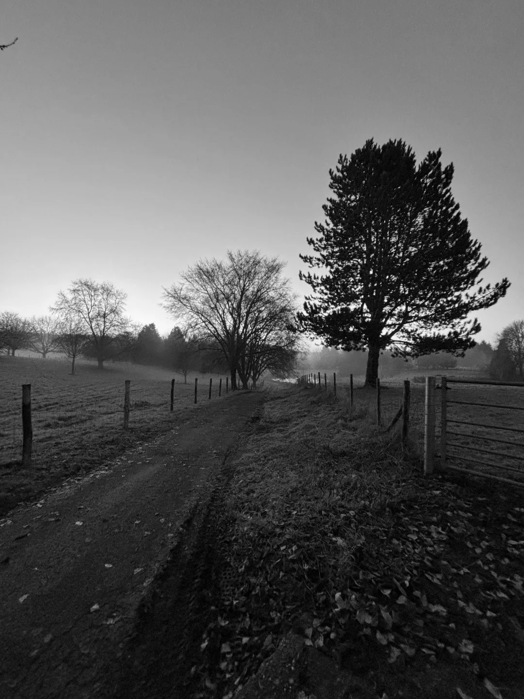 December chills the morning air. The dragons breth plays amongst the frozen leaves. Follow thy path for time waits for no one.