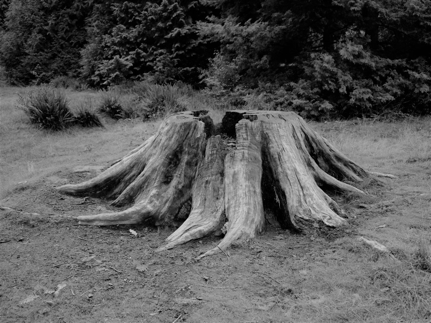 Fell the tree that once stood tall.