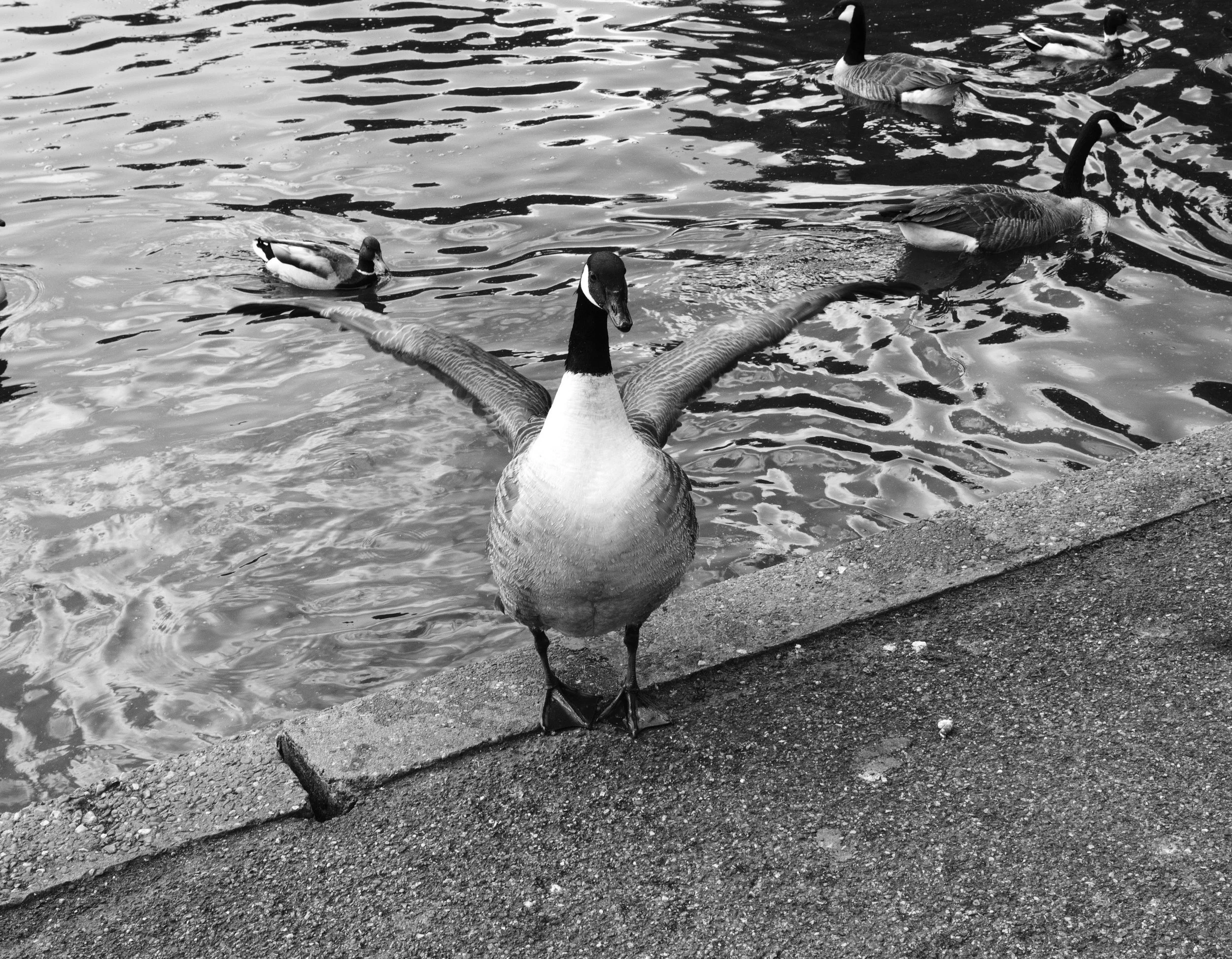 The aviator beats the drums of life to warn the gathering hords. 