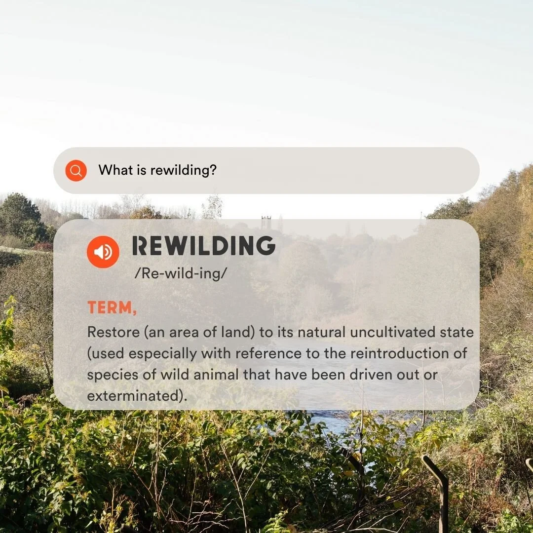 What is rewilding? 🌱
Rewilding involves restoring an area of land to its natural state, so it is just as luscious and green as it was before! Wild animals that had been driven out can be reintroduced to carry on life in their natural habitat🪱🪿