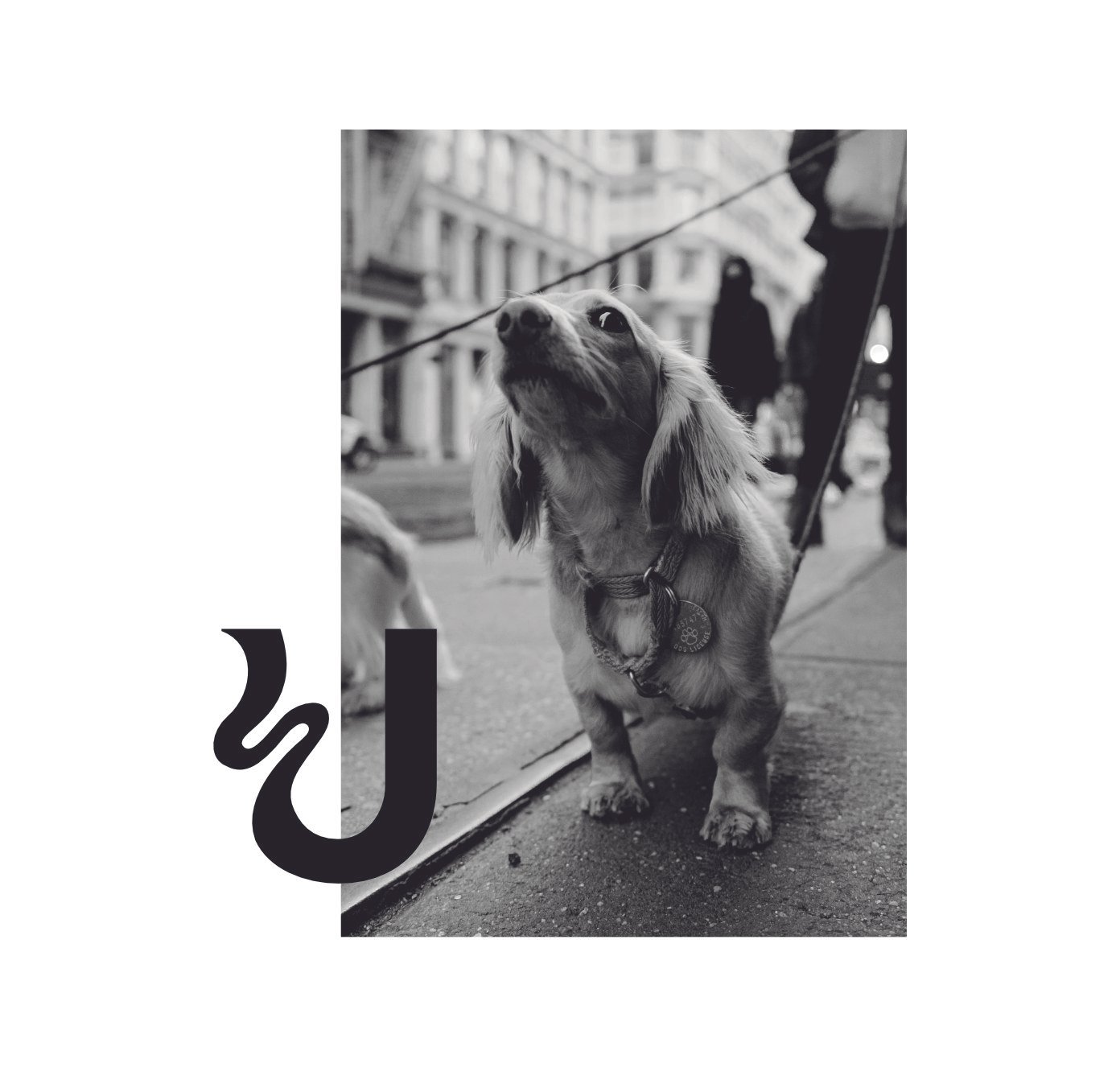 Detail-White-Dog.jpg