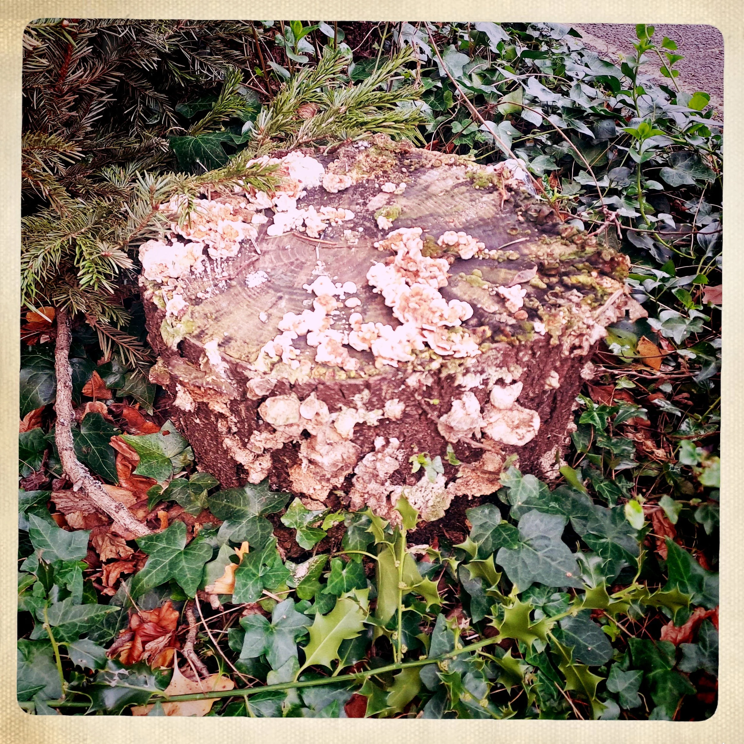 Lichen University - Sacrificed Poem #2 