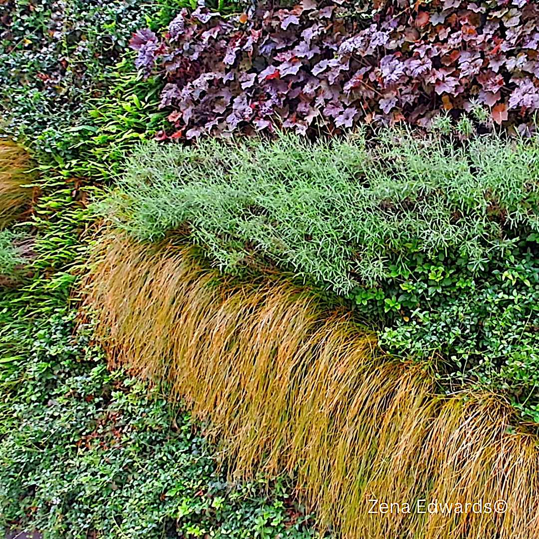Lemon Thyme &amp; Rosemary - A Living Green Wall.