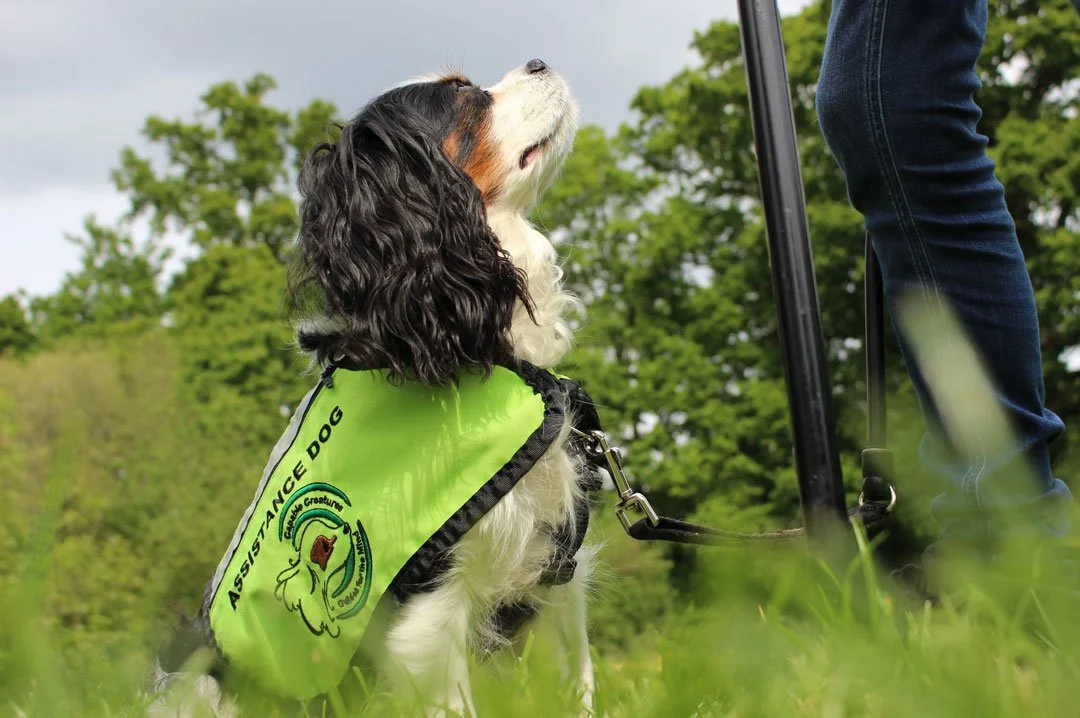 An assistance dog from Helpful Hounds sits patiently during training.