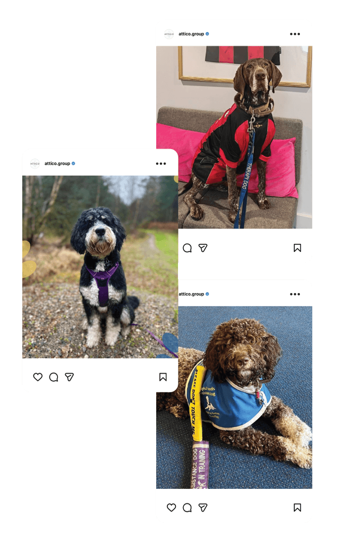 Dogs wearing various outfits for Harry’s Best Dressed Dog contest