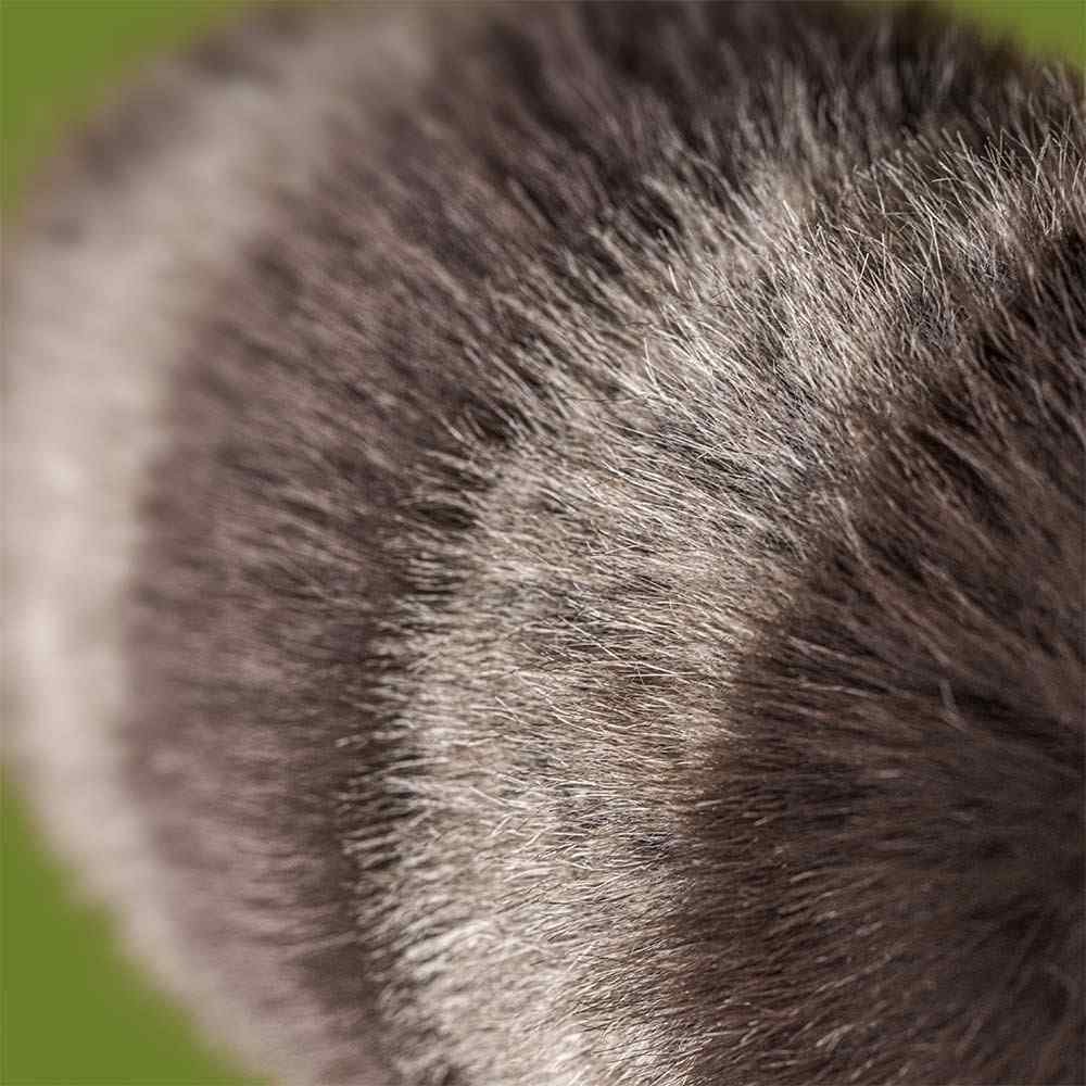 Trixiwoo Raccoon by Jellycat, Detail View.