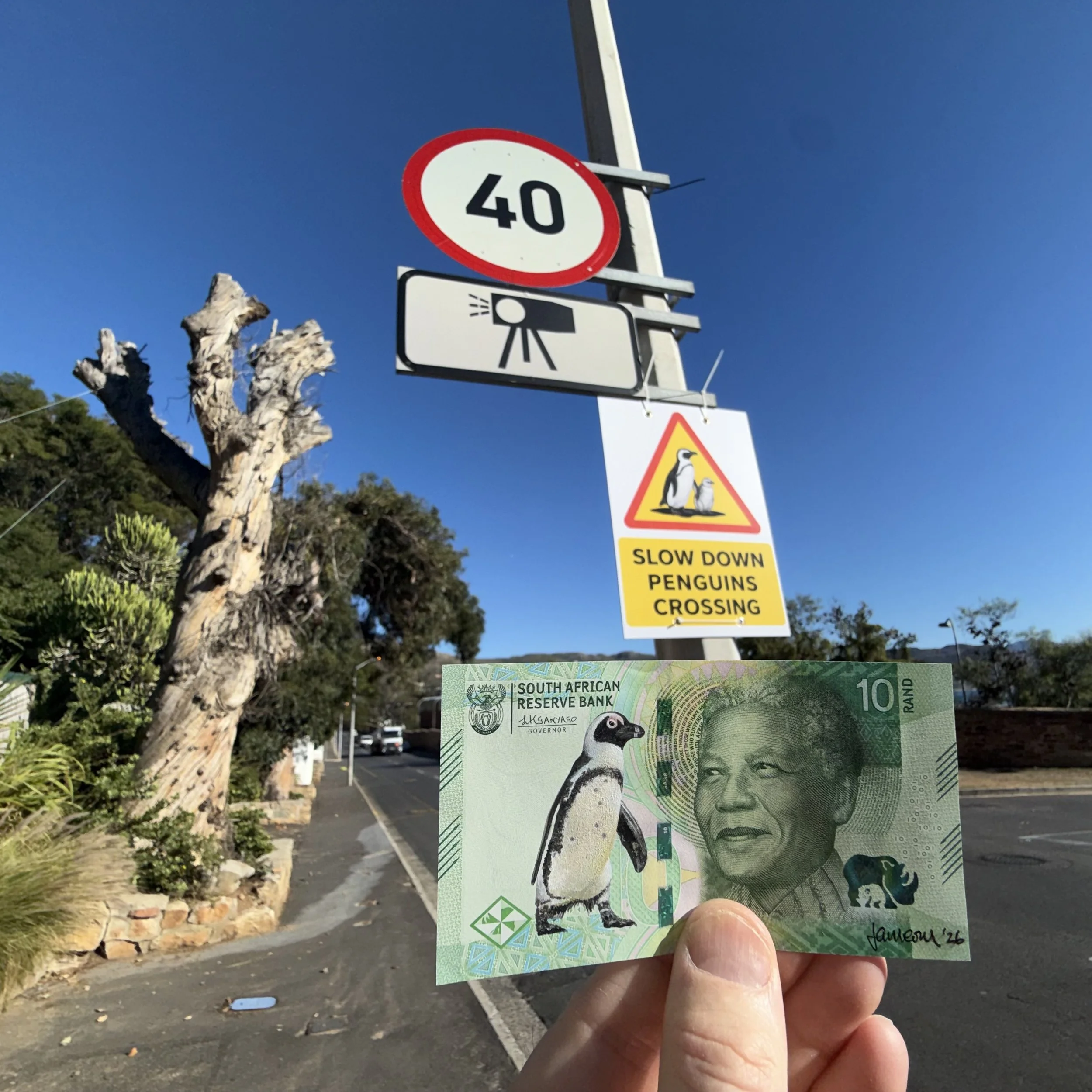 URBAN PENGUINS SHOW - "African Penguin on 10 Rand Bank Note 3" 2026