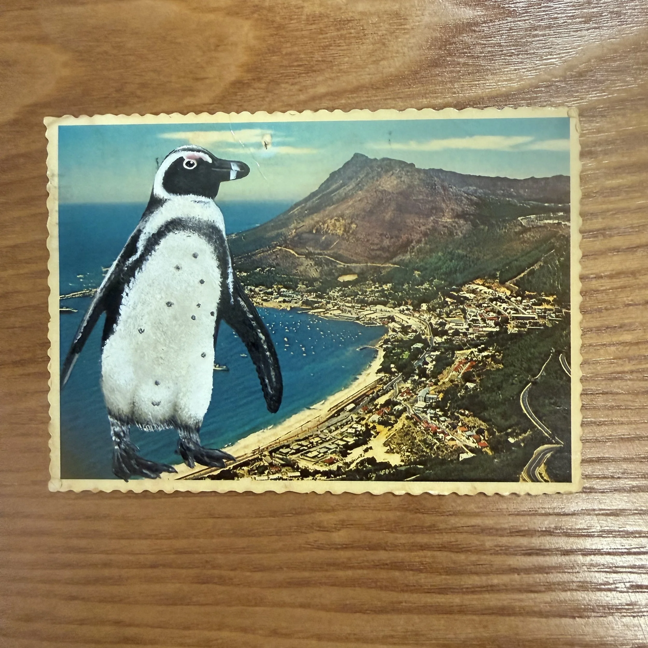 URBAN PENGUINS SHOW - "African Penguin on Vintage Colour Postcard" 2026