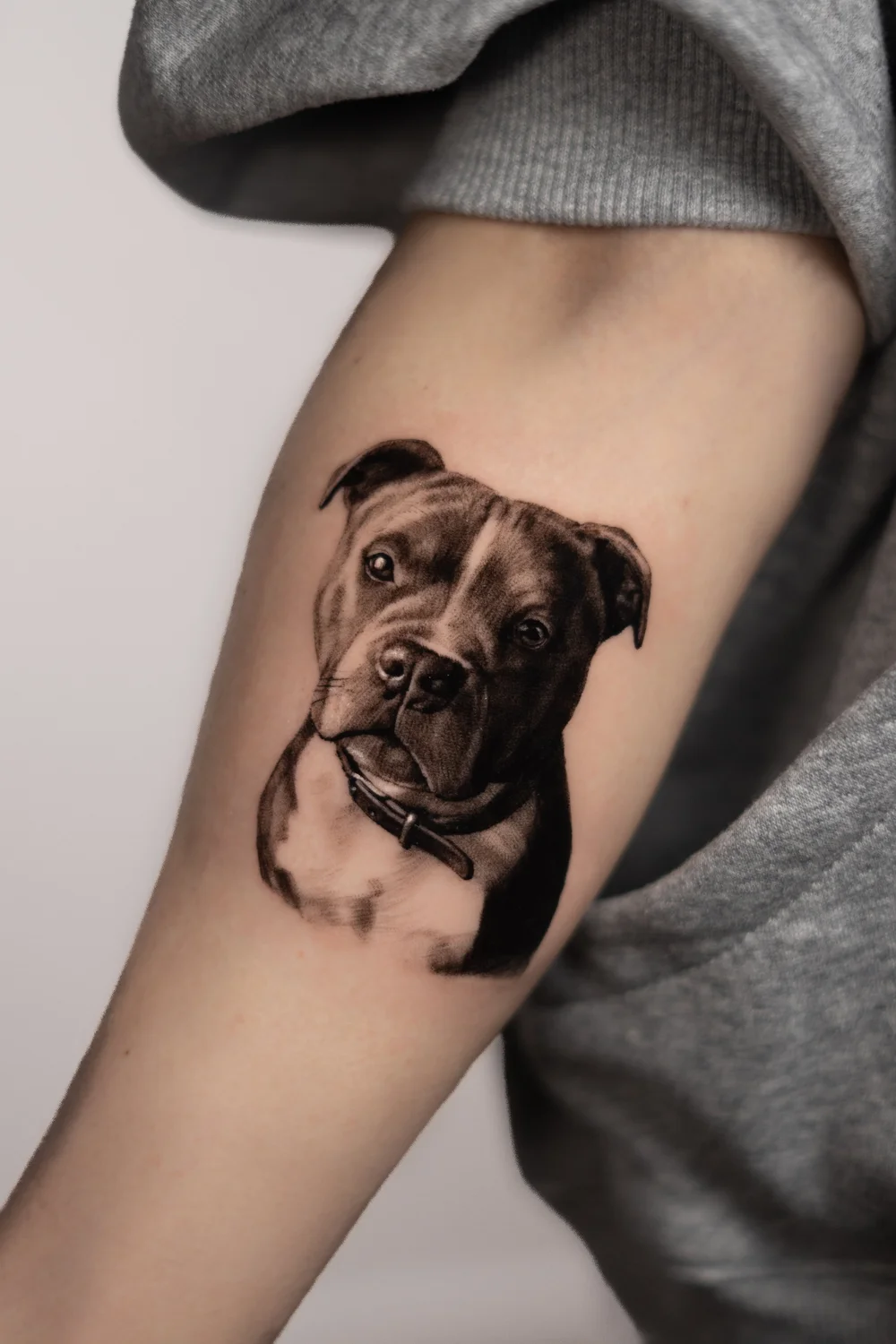 Pet Portraits