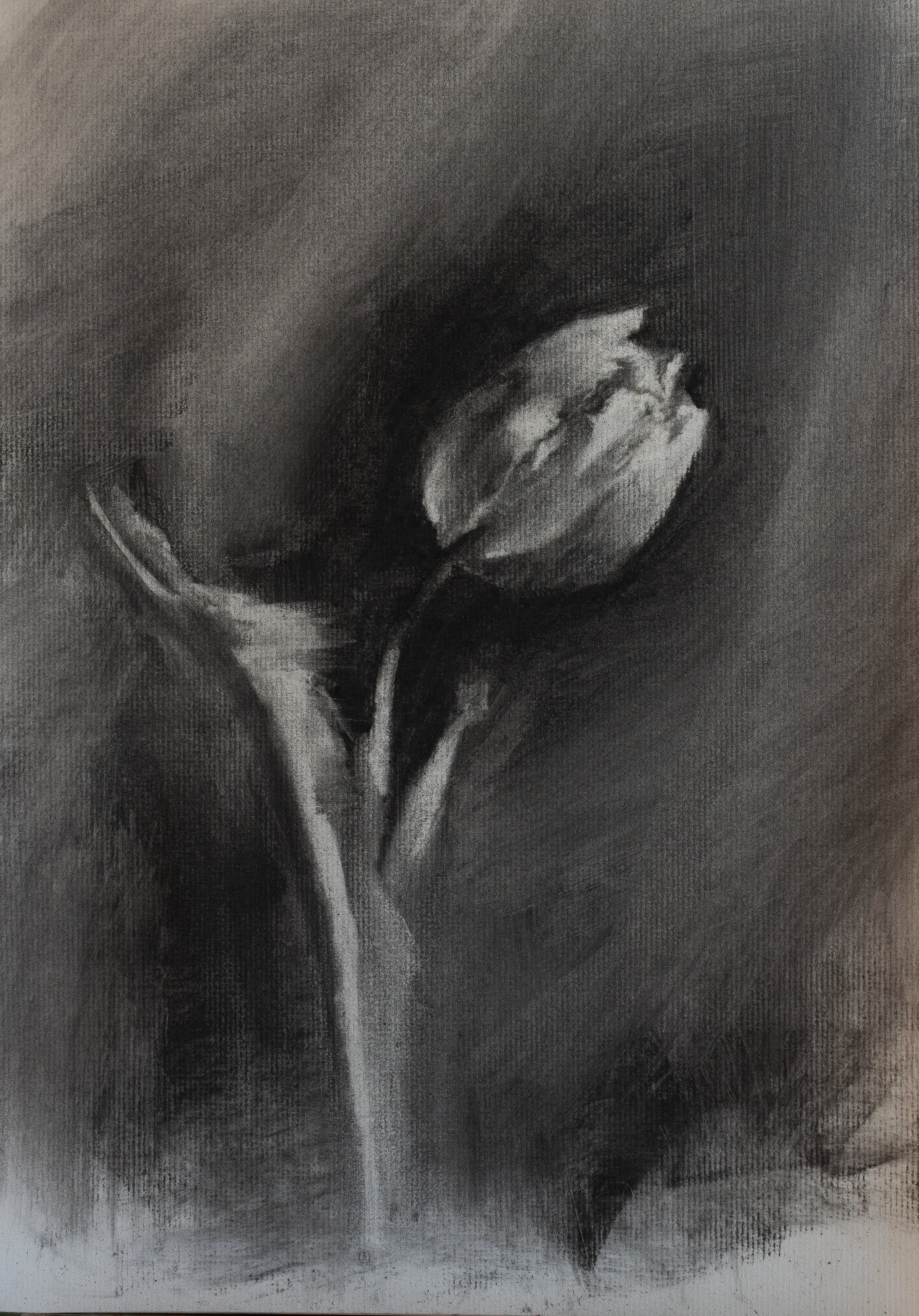 Tulip, Charcoal on Paper-  18" x 24", 2024